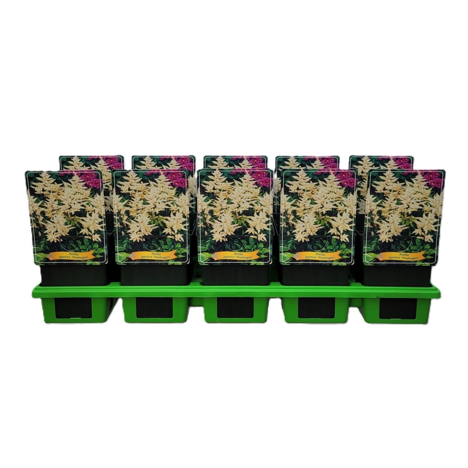 Astilbe japonica 'Washington' P11, D 11