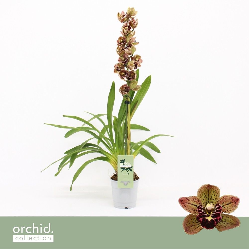 Cymbidium, Magic Bird 1-spike 'Orchid Collection', D 12