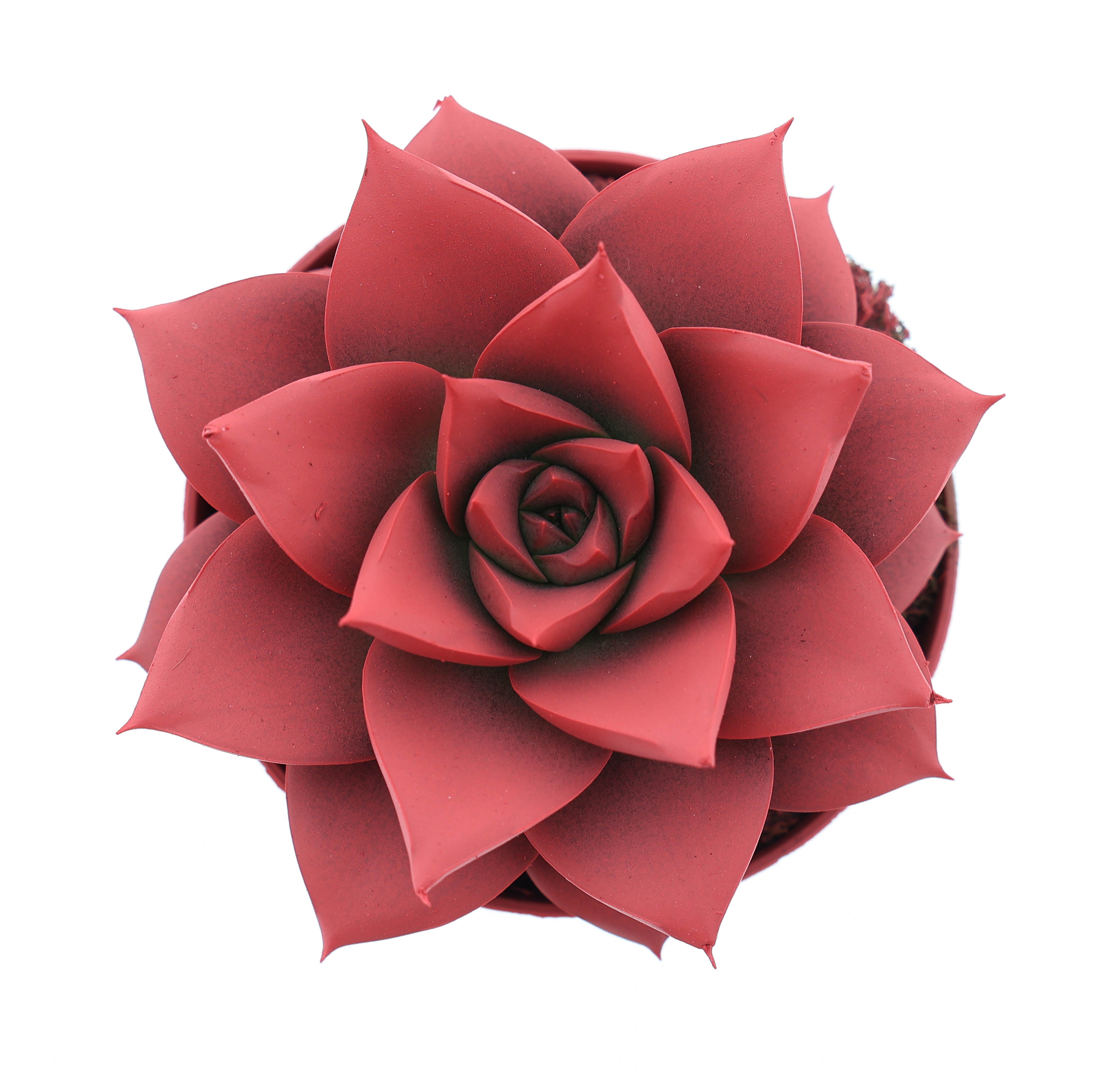 Rainbow purper bright red, D 8,5