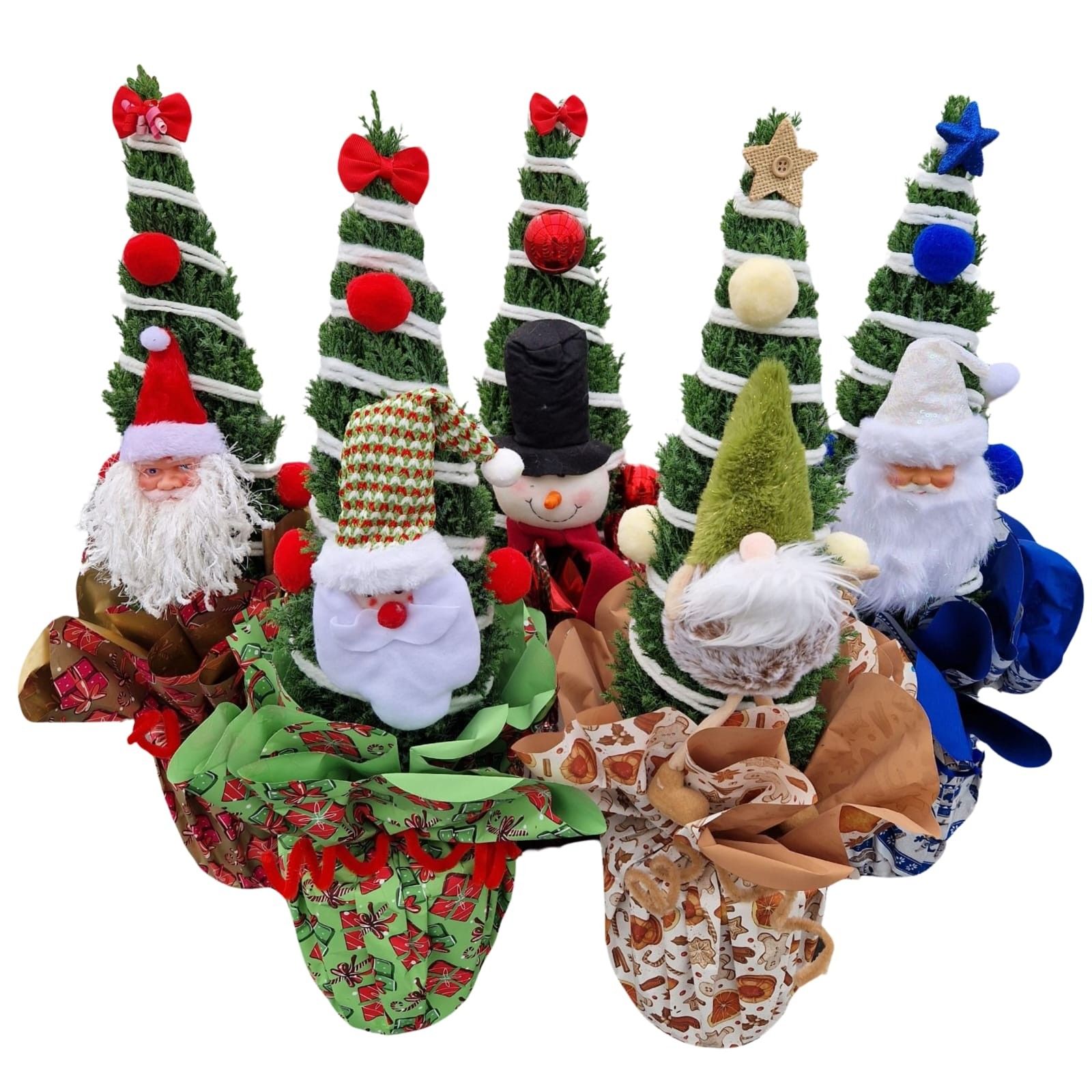 Christmas Puppets® - Chamaecyparis Ellwoodii, D 17 cm