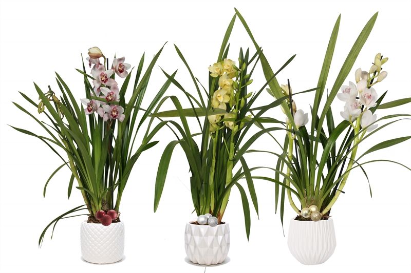 Dolomite p12 White mix Cymbidium mix 2T10+, D 12