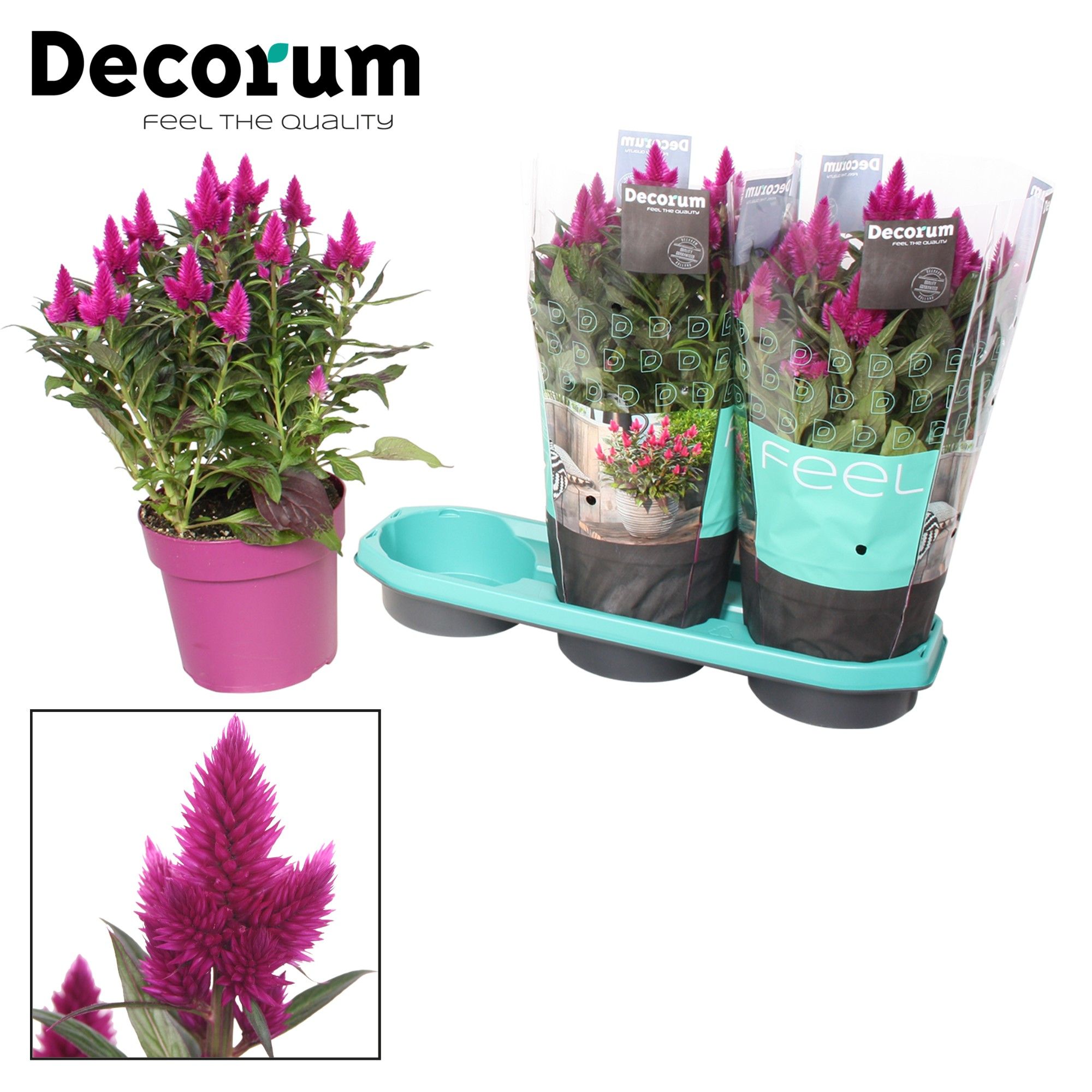 Celosia 'Deep Purple' with sleeve P19| Decorum, D 19