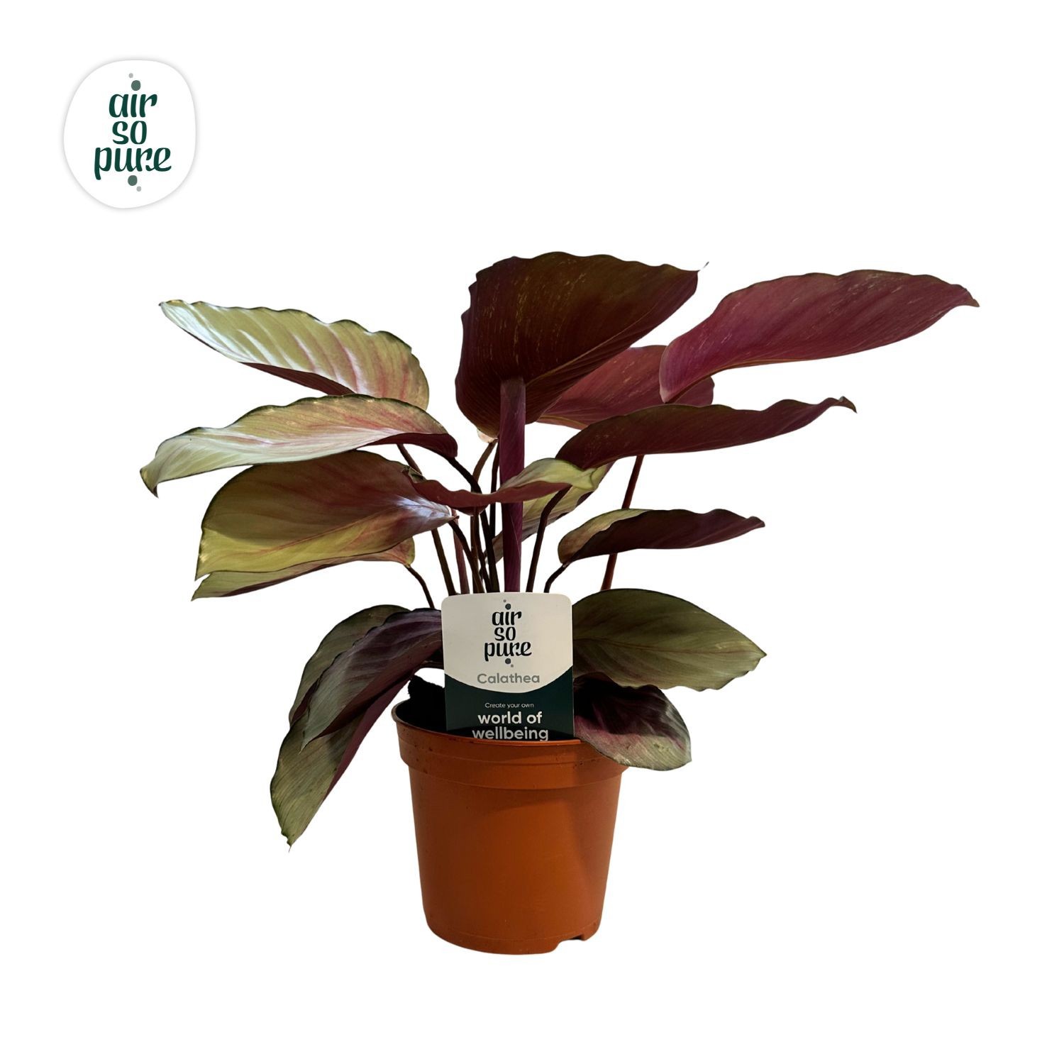Calathea Silver Plate Air So Pure, D 14