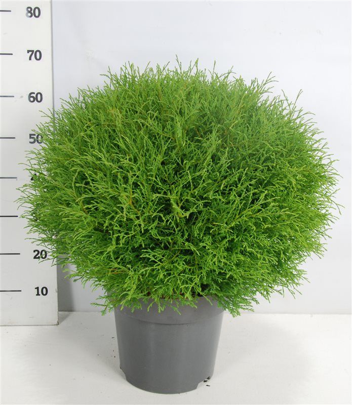 Thuja occ. 'Mr Bowling Ball', D 32