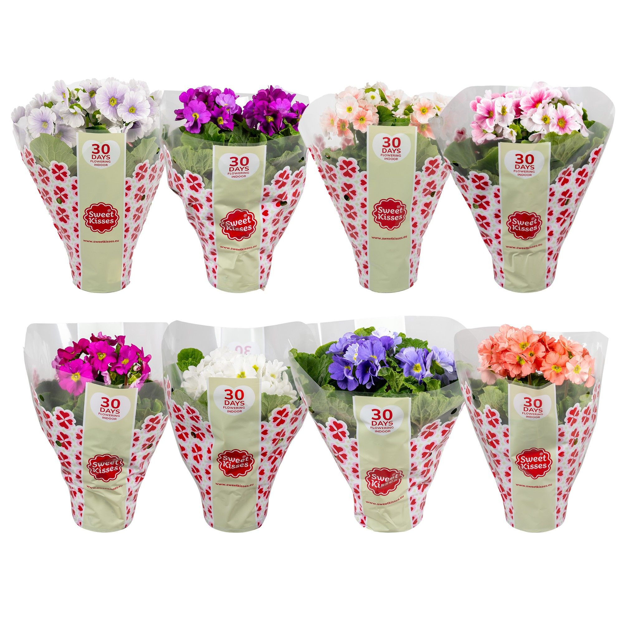 Primula Sweet Kisses MixLAAG, D 12