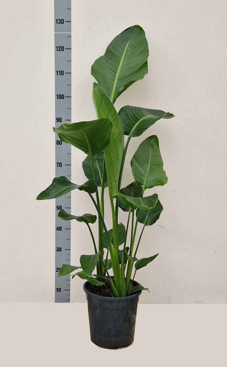 STRELITZIA ALBA C24 2PP, D 24 cm
