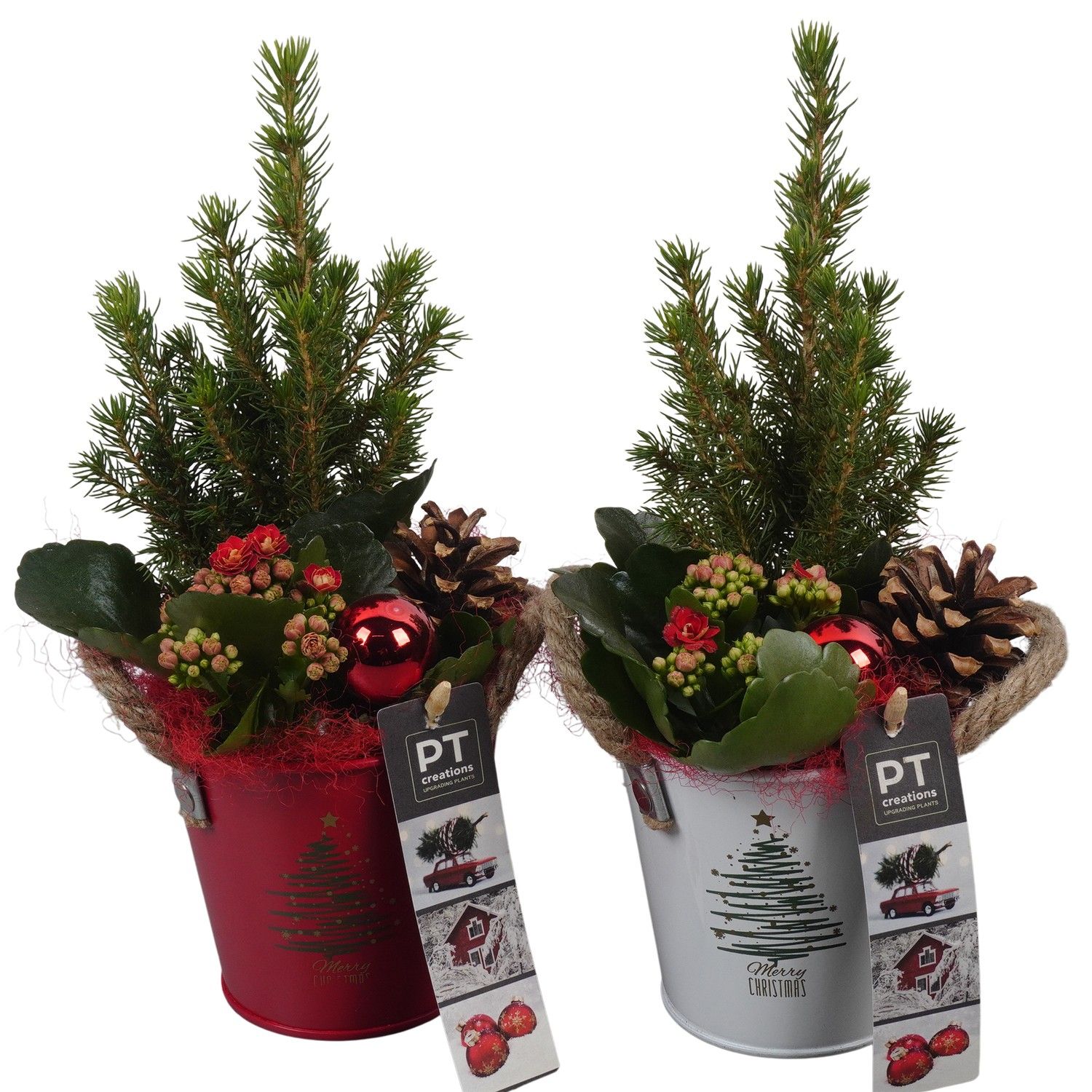 PTCHR7322 Arrangement Christmas Red in metaal pot, D 10 cm