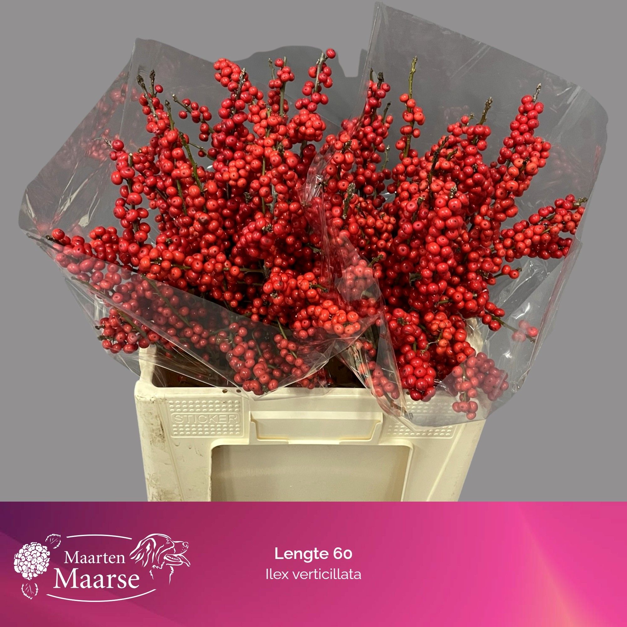 Илекс Красные ягоды 60, шт.