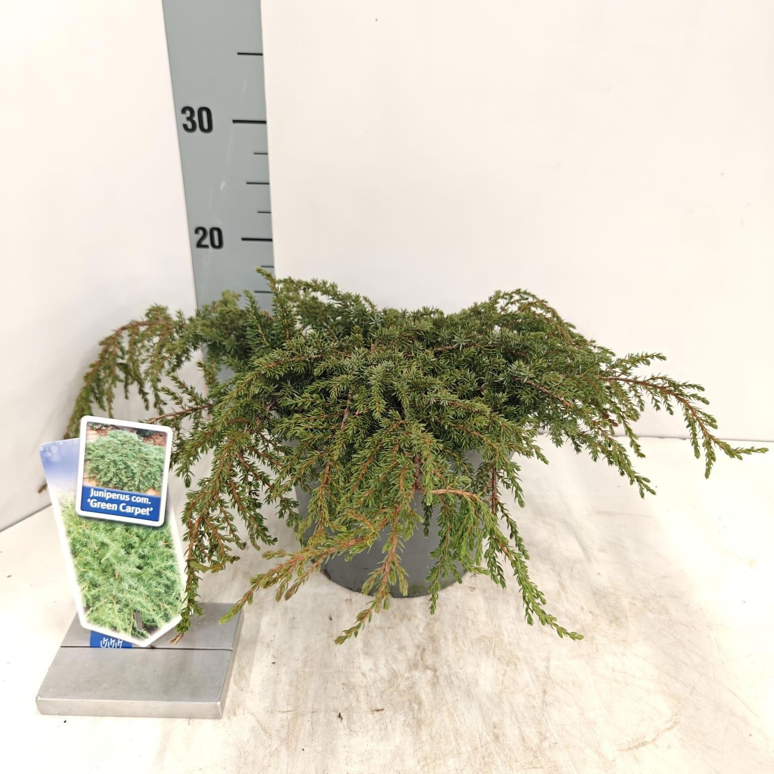 Juniperus comm. ‘Green Carpet’, D 19
