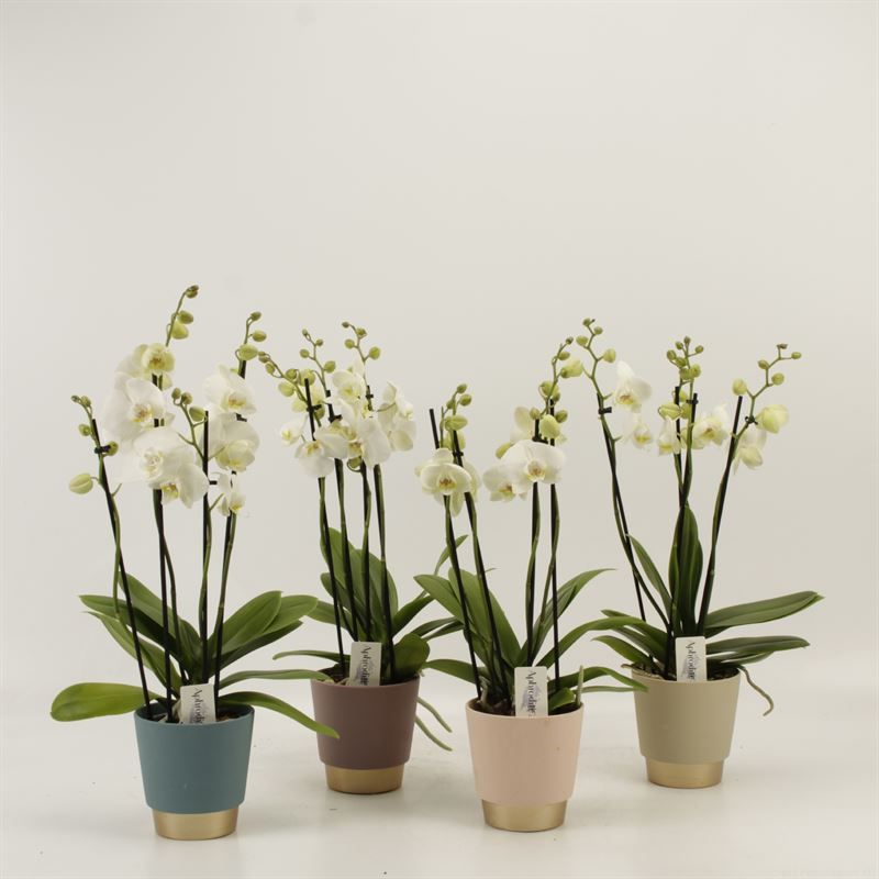 Phalaenopsis overig wit 4 tak wit in Angelina keramiek, D 12