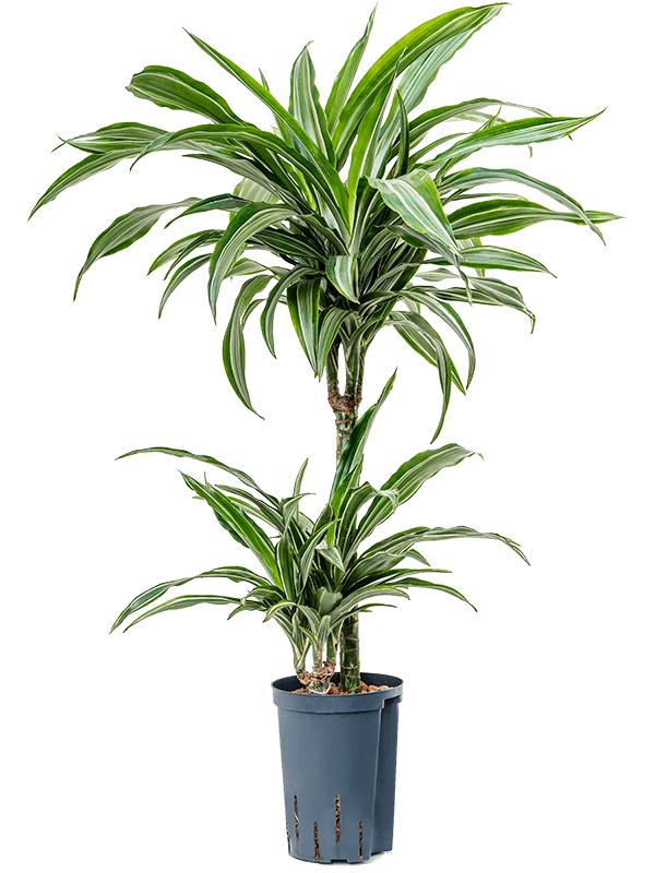Dracaena fragrans 'Ulises', D 15