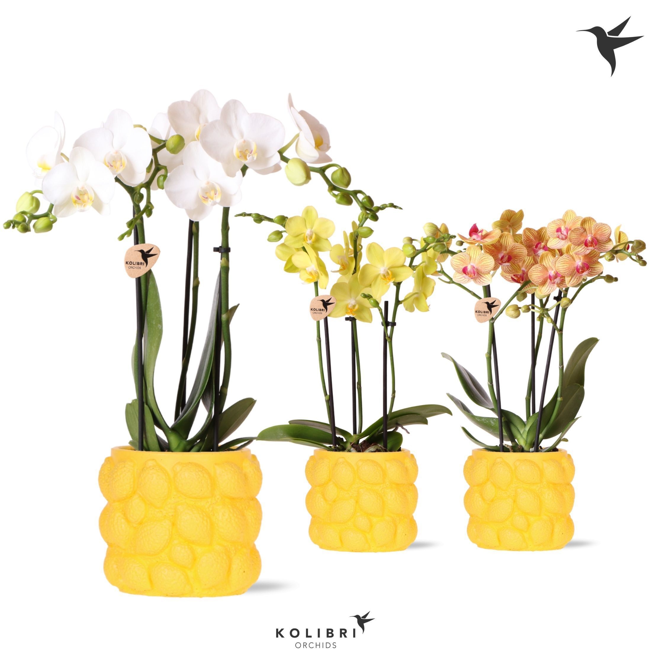 Kolibri Orchids Phalaenopsis mix 3 spike in Citrus pot yellow, D 9