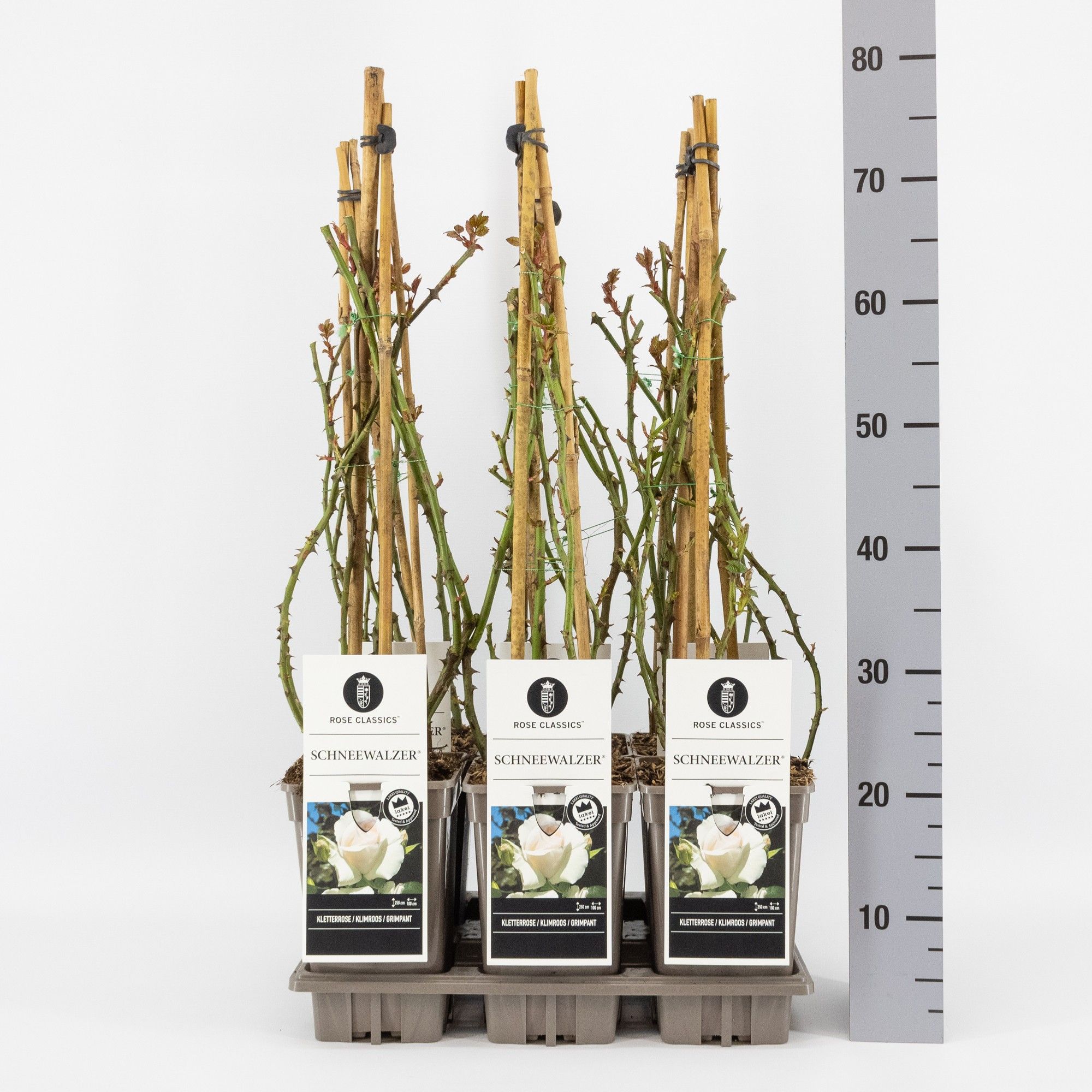 Rosa (K) Schneewalzer ®, C3, 3 stok 75cm, D 17