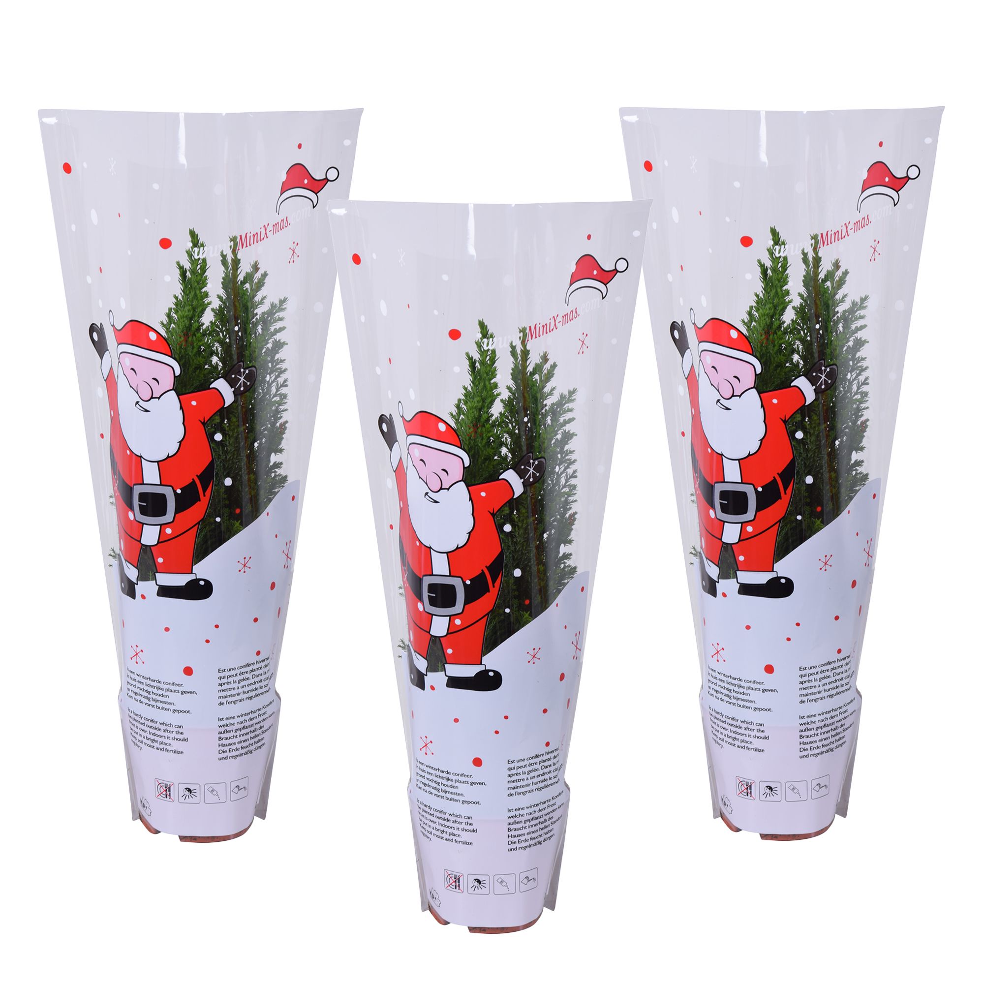 Ellwoodii groen in kersthoes, D 9