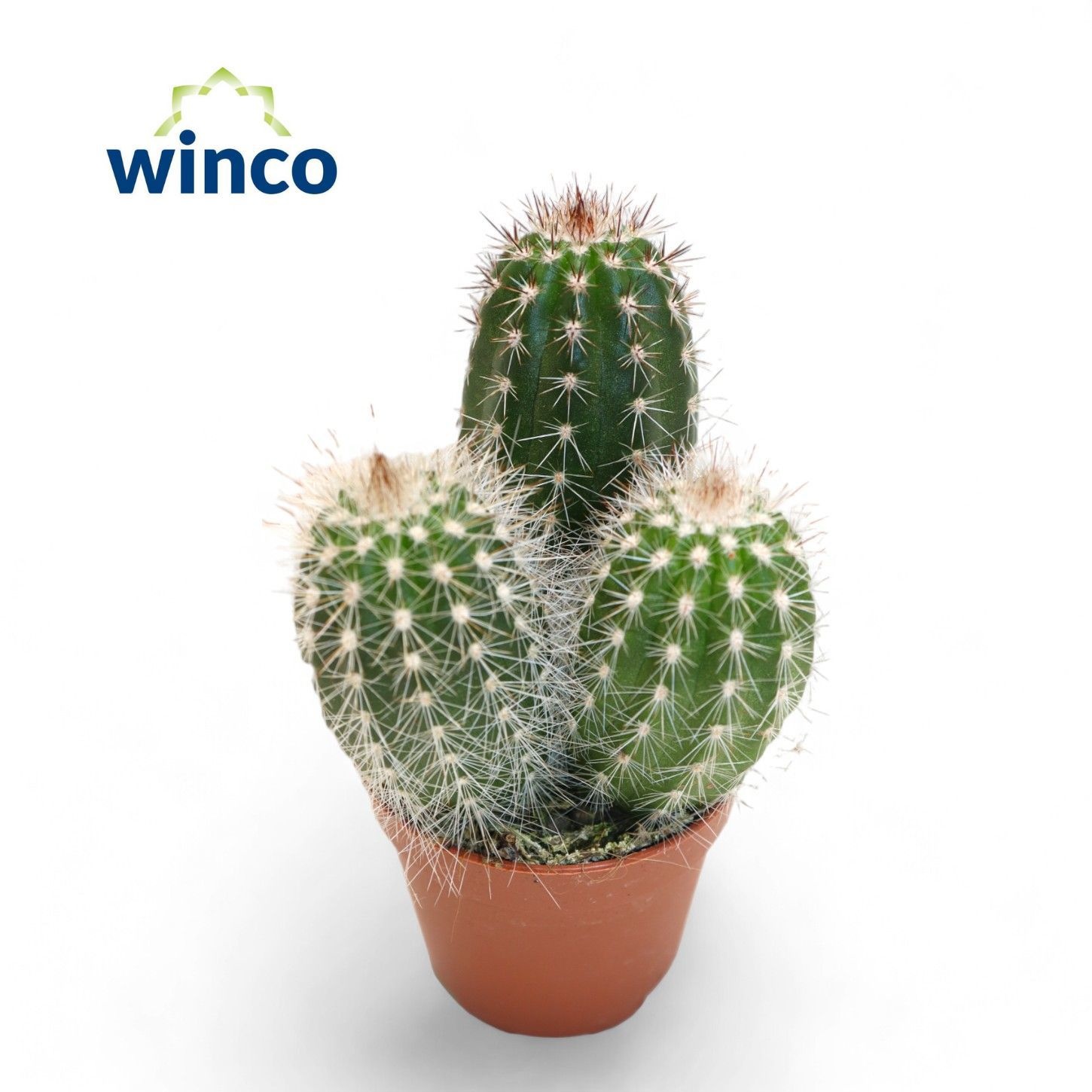 Thrixanthocereus Blossfeldiorum, D 5,5