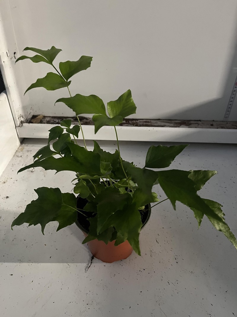 CYRTOMIUM FALCATUM, D 12