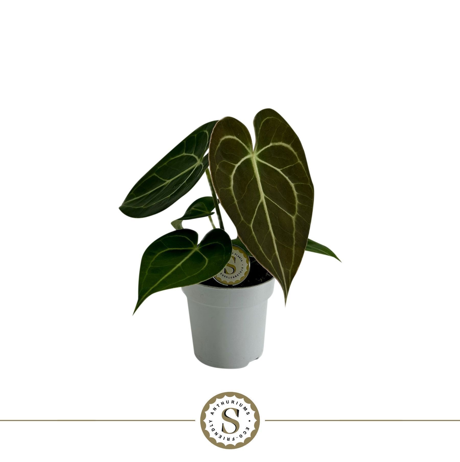 Clarinervium Mini 7cm, D 7