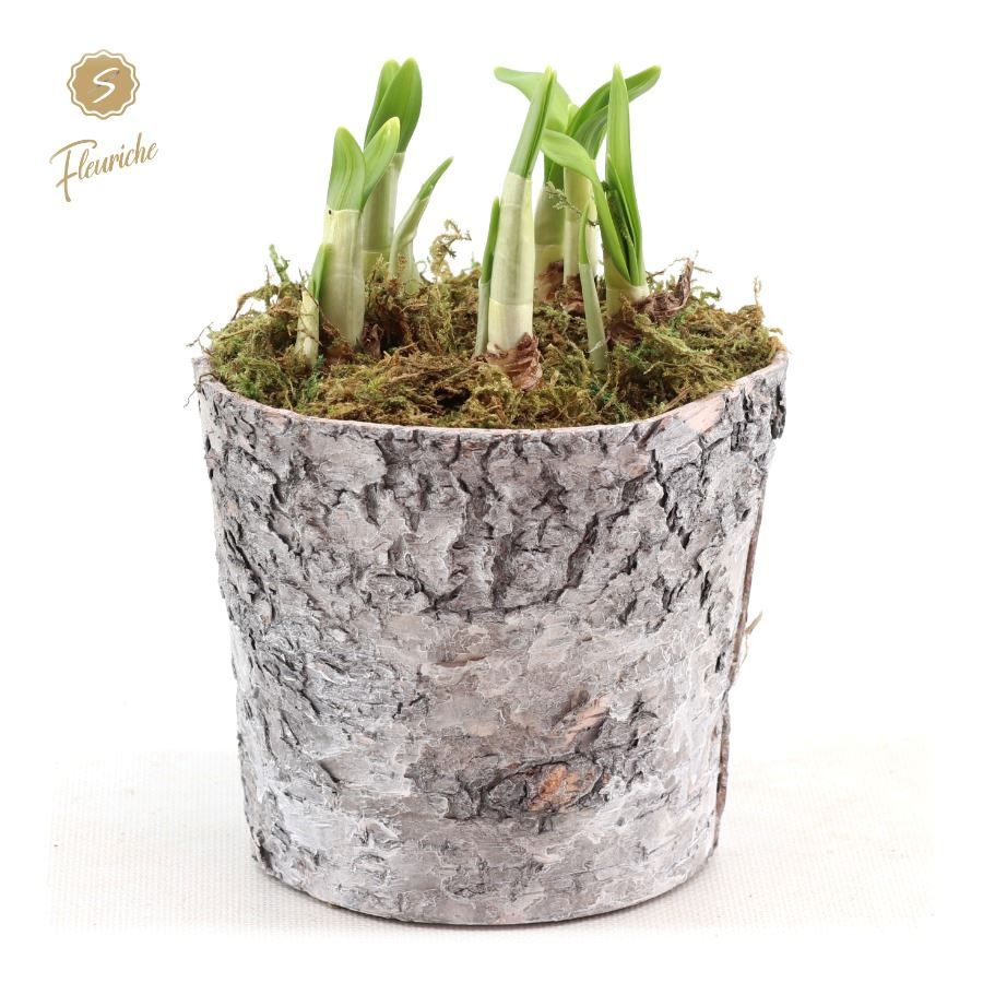 (3406) Narcissus Bark Pot [L] 3PP Mos, D 15 cm
