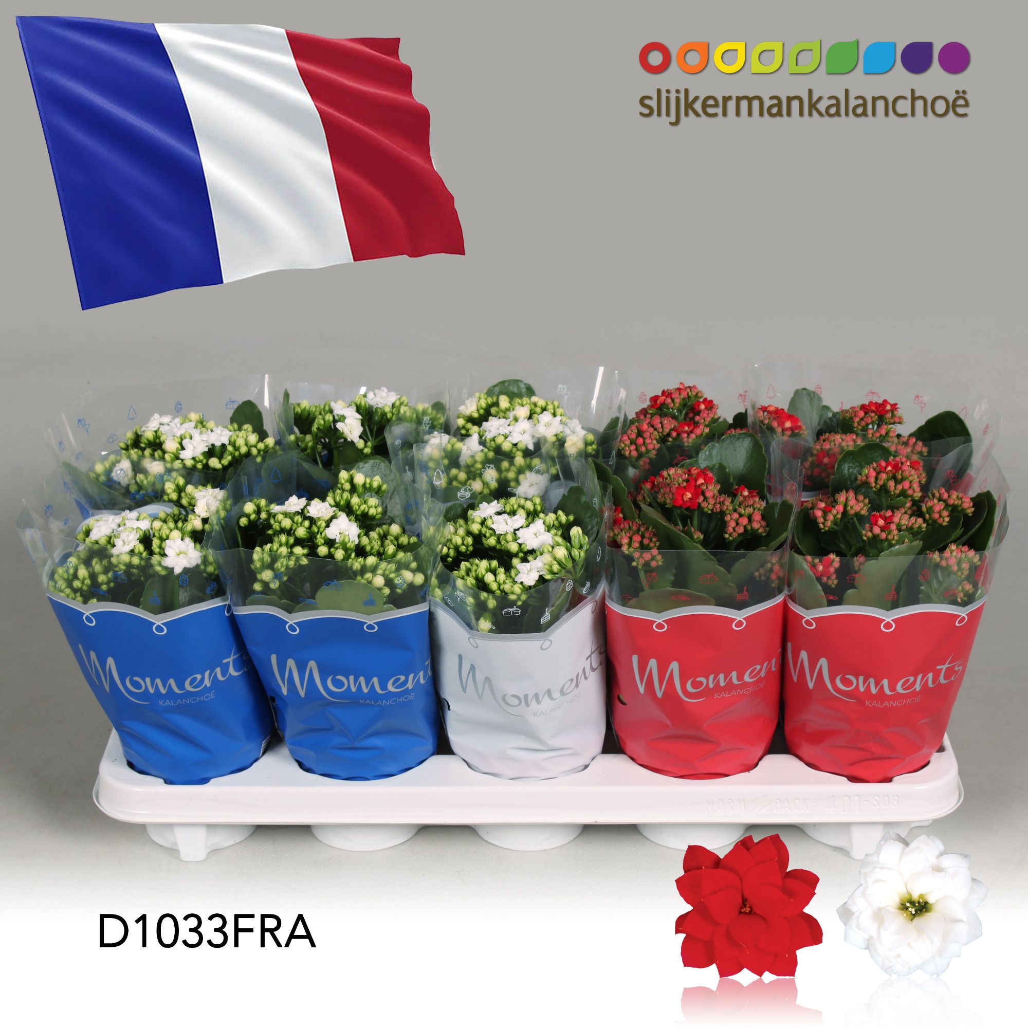 Kalanchoe Moments - France flag, D 10,5