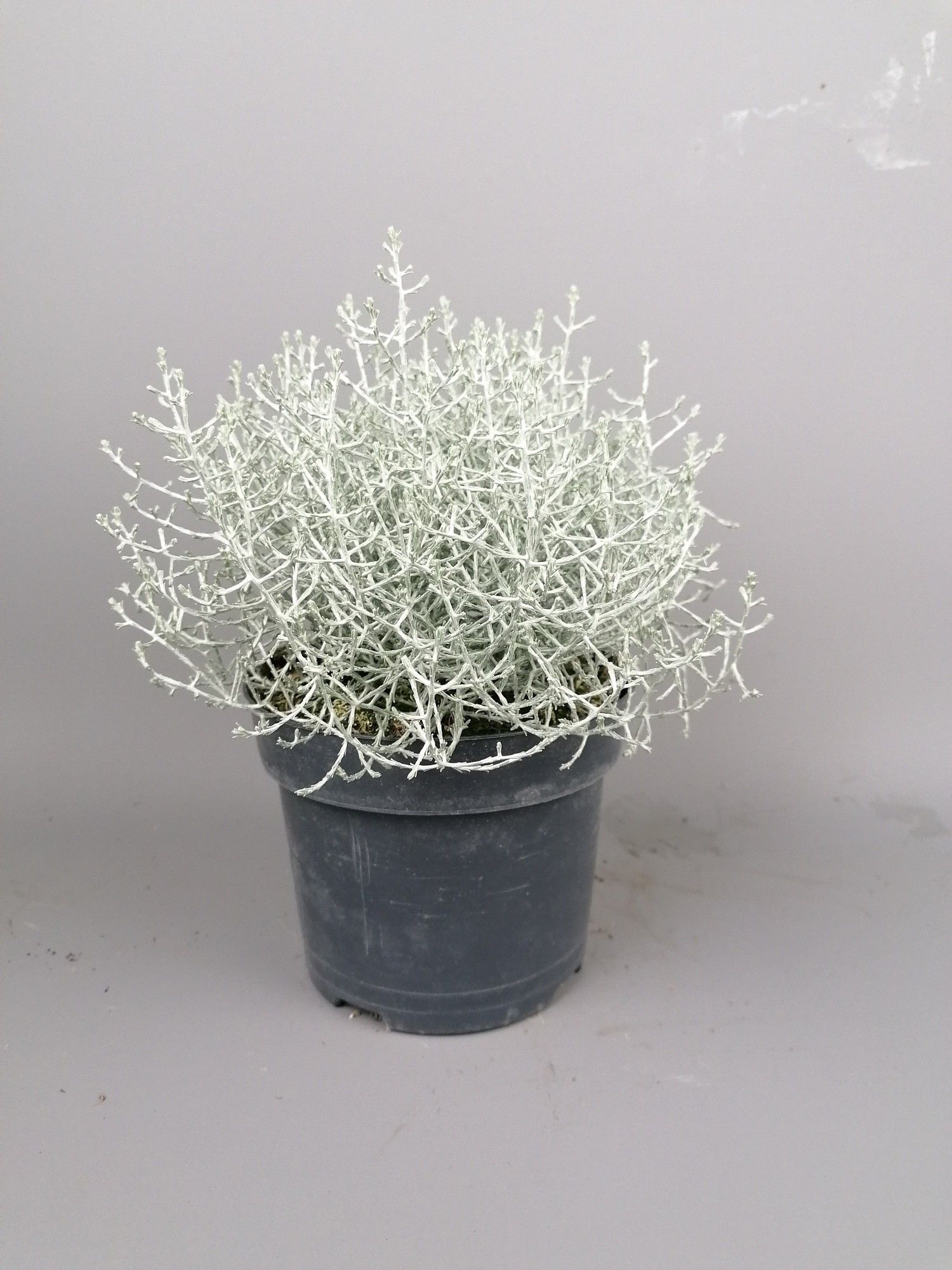 Leucophyta brownii - Whimsy Silver 17cm, D 17