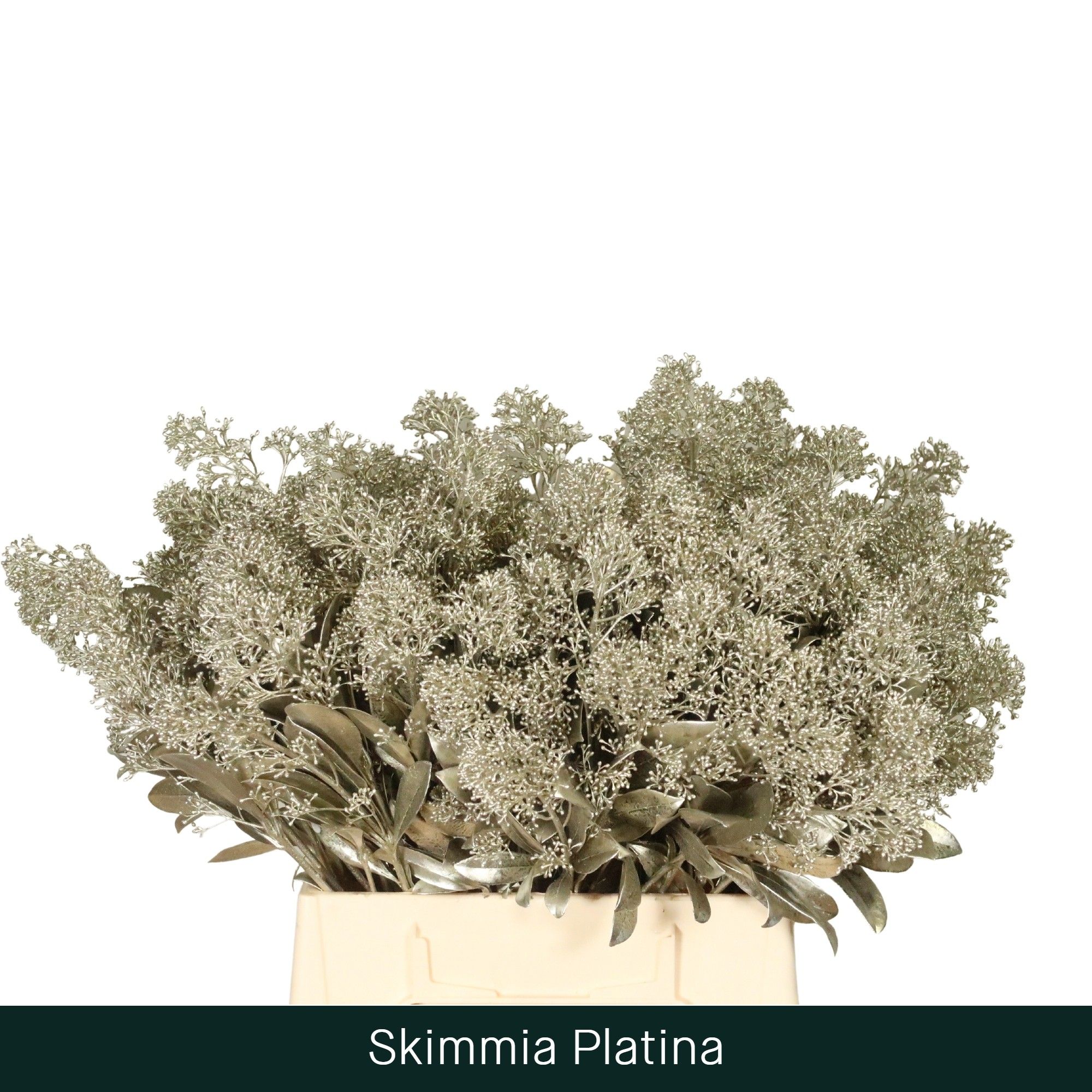 Скимия Овериг крашеный за пучок (краш. ) 45, пуч.