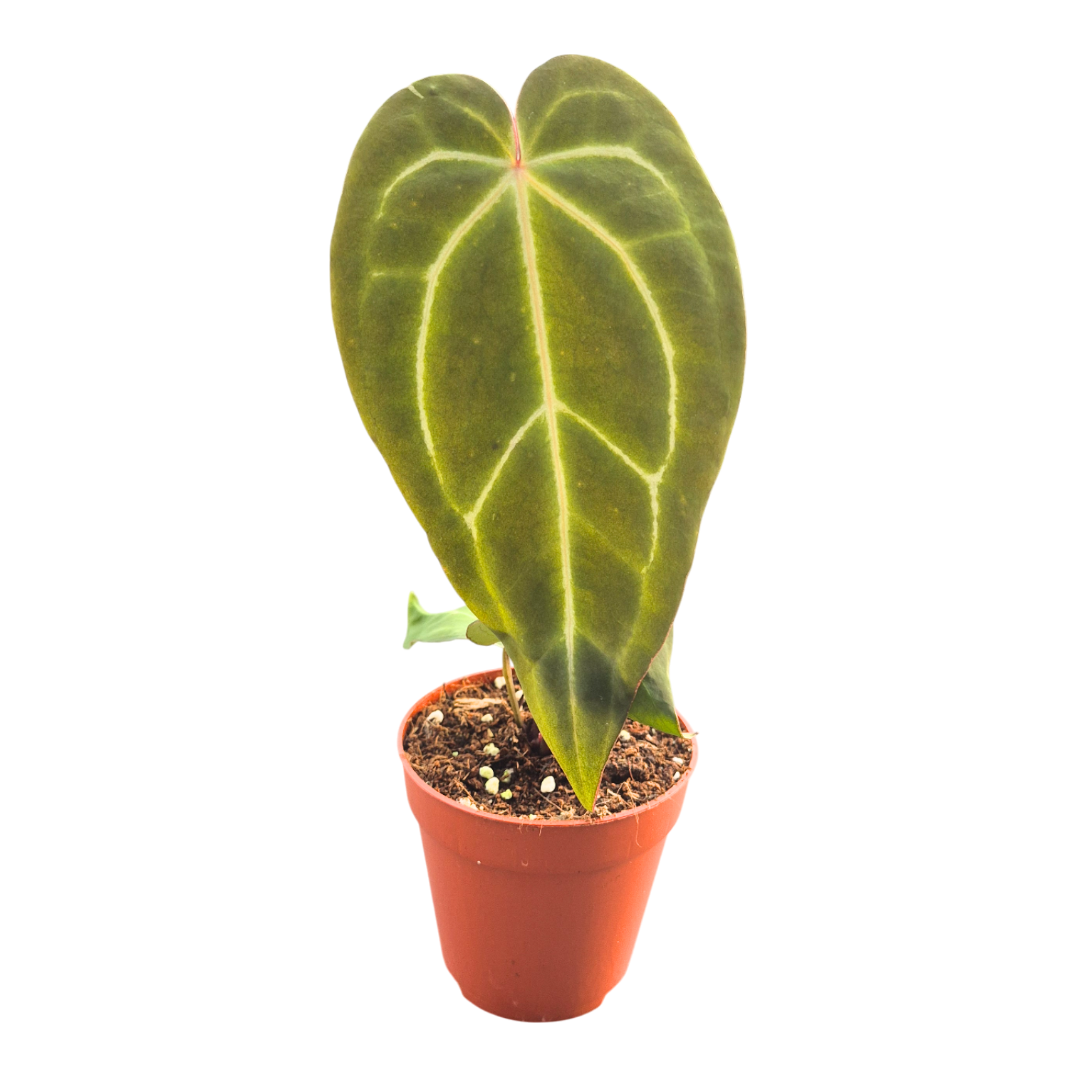 DocBlock Anthurium Brown Derby® '39' X Brown Derby® '39', D 9