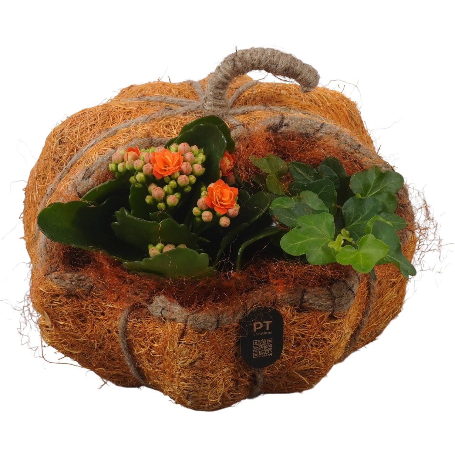 PTHI3322 Arrangement Autumn Indoor in rieten mand in pompoen vorm, D 18