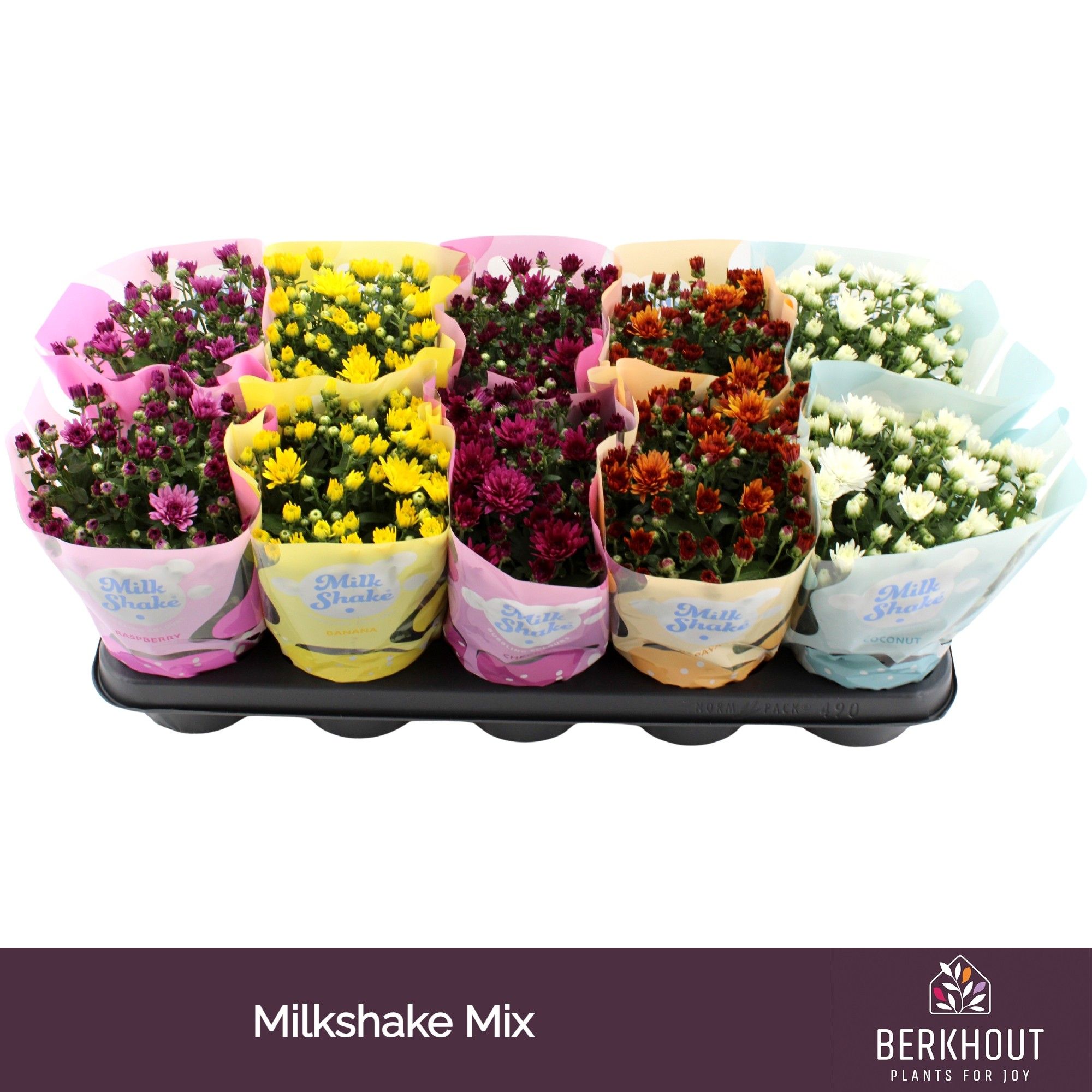Chrysant Milkshake mix, D 12 cm
