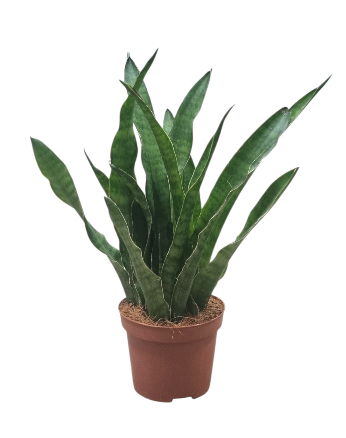 Sansevieria kirkii 9 cm, D 9