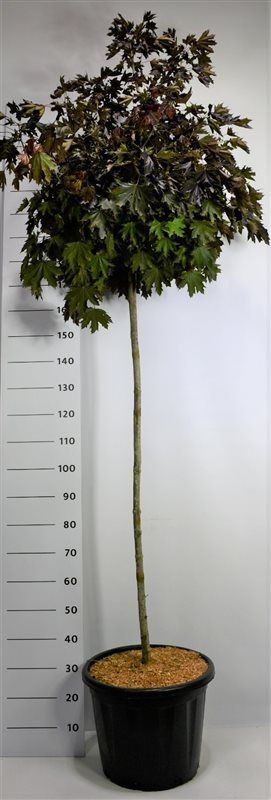 Acer plat. 'Crimson Sentry', D 40 cm