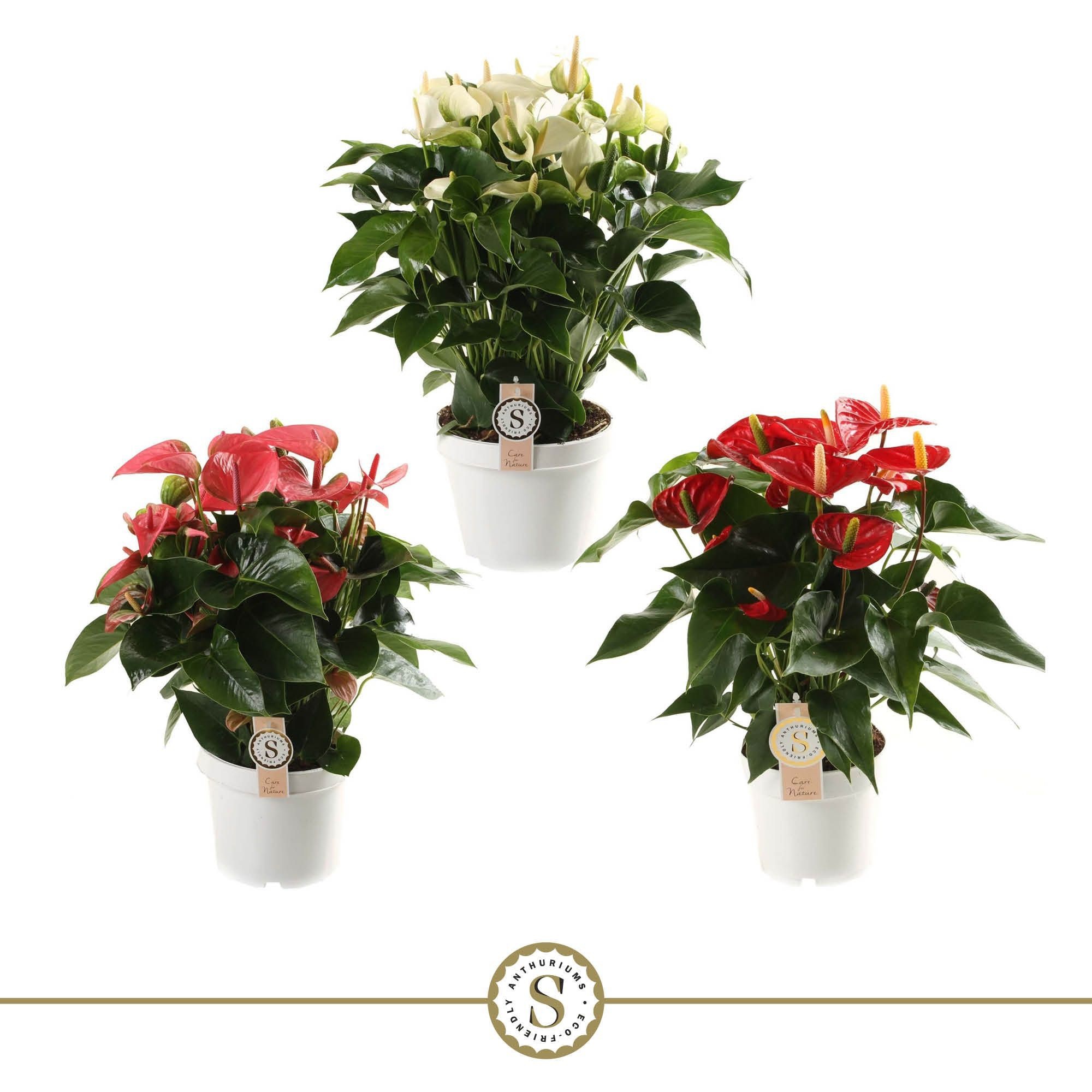 Anthurium Mix 21cm, D 21