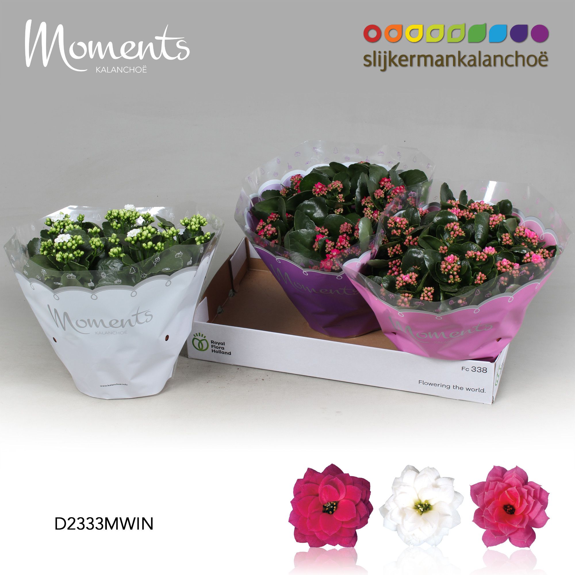 Kalanchoe Moments - Winter Moments, D 23