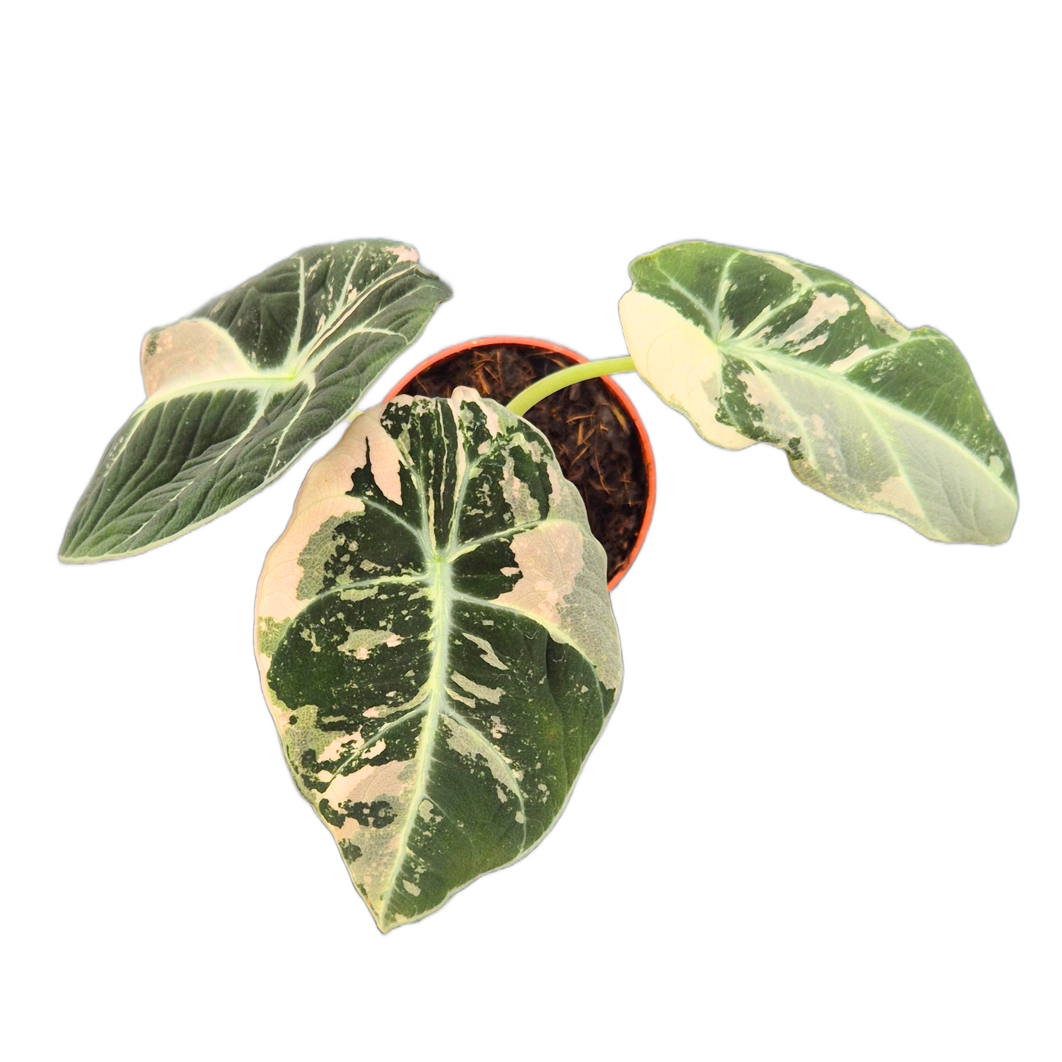 Alocasia Black Velvet Variegata Pink, D 7