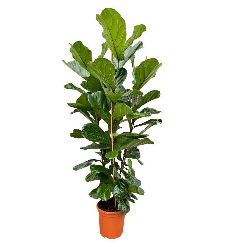 Ficus Lyrata toef - 180cm - 3PP, D 32