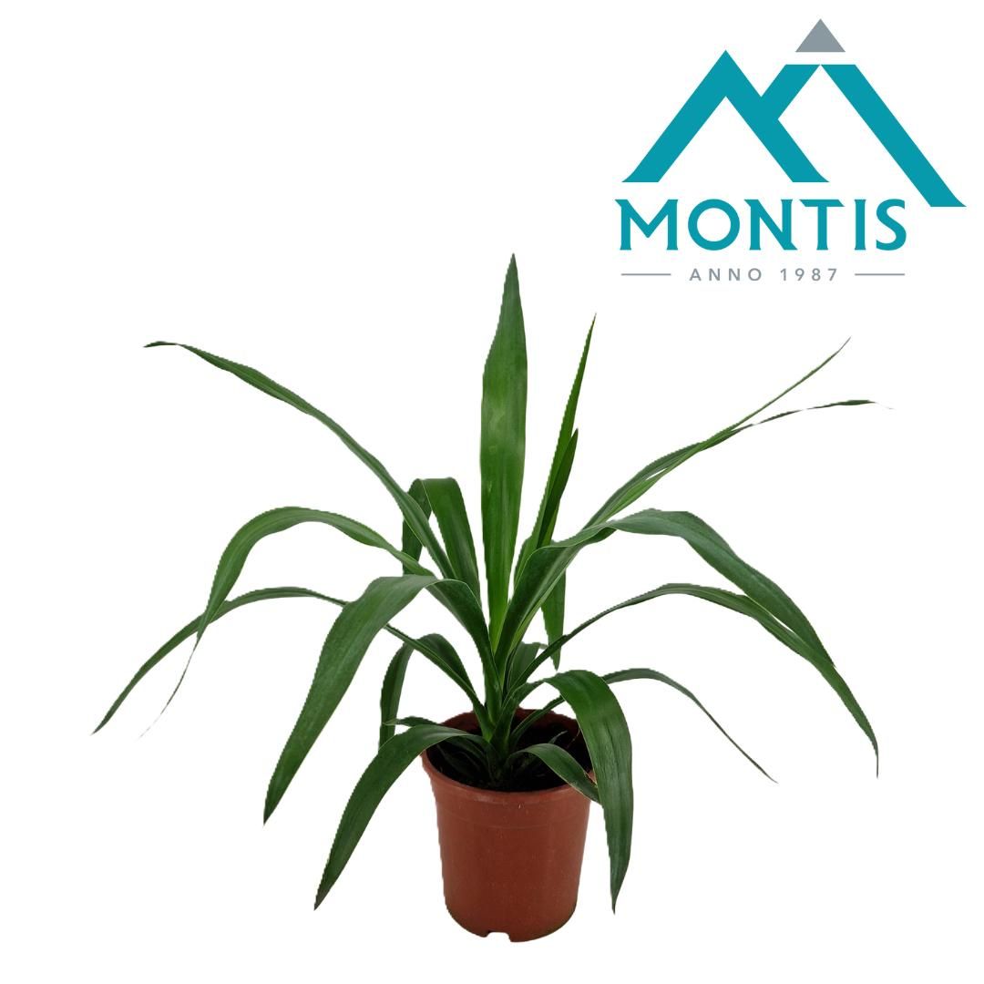 Yucca elephantipes tip 17 cm, D 17