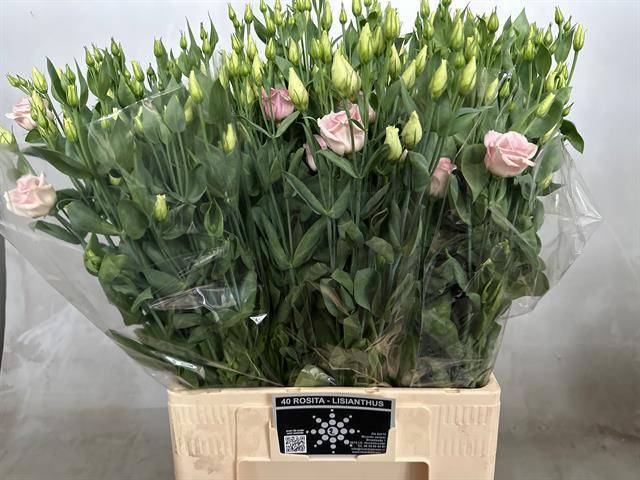 Эустома Розита Роуз пинк 65 (ярко-роз.), шт.