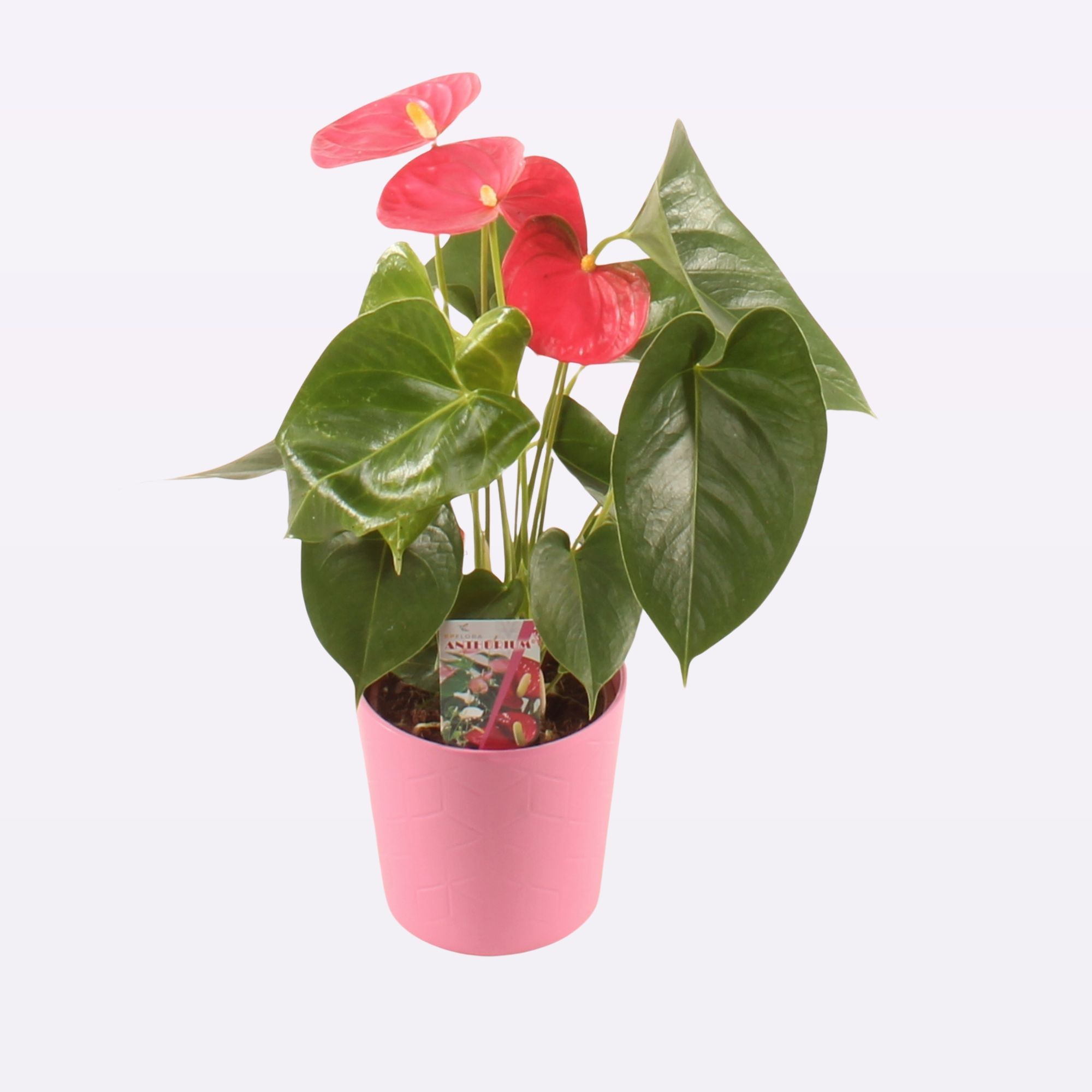 Arisa Pink P12 Ceramic Amalia., D 12