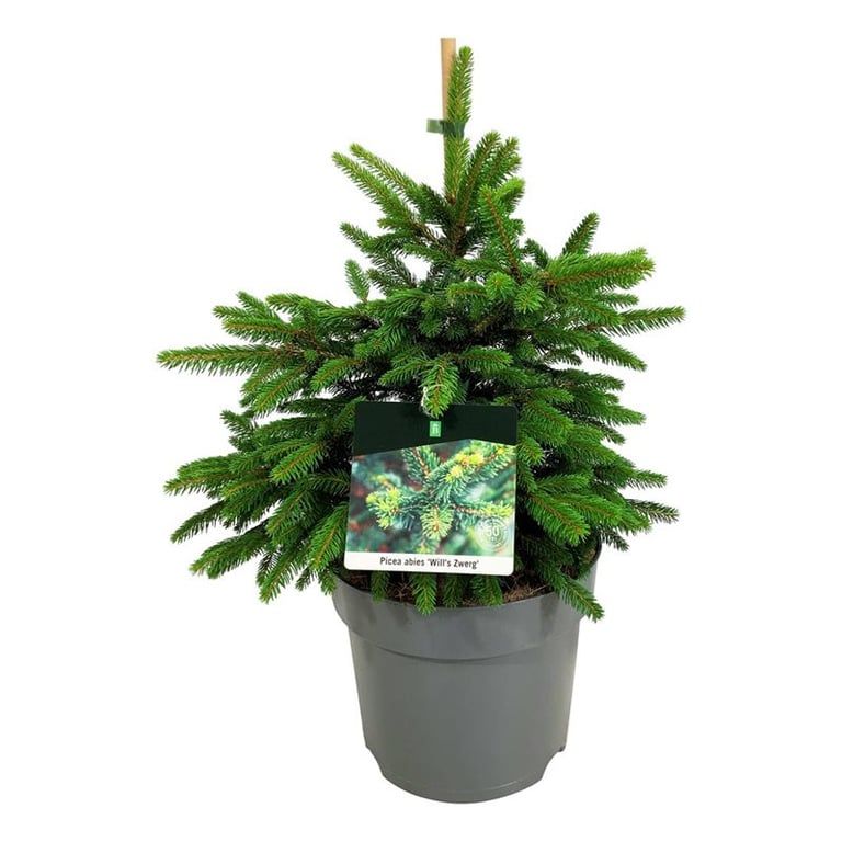 Picea abies 'Will's Zwerg', D 26
