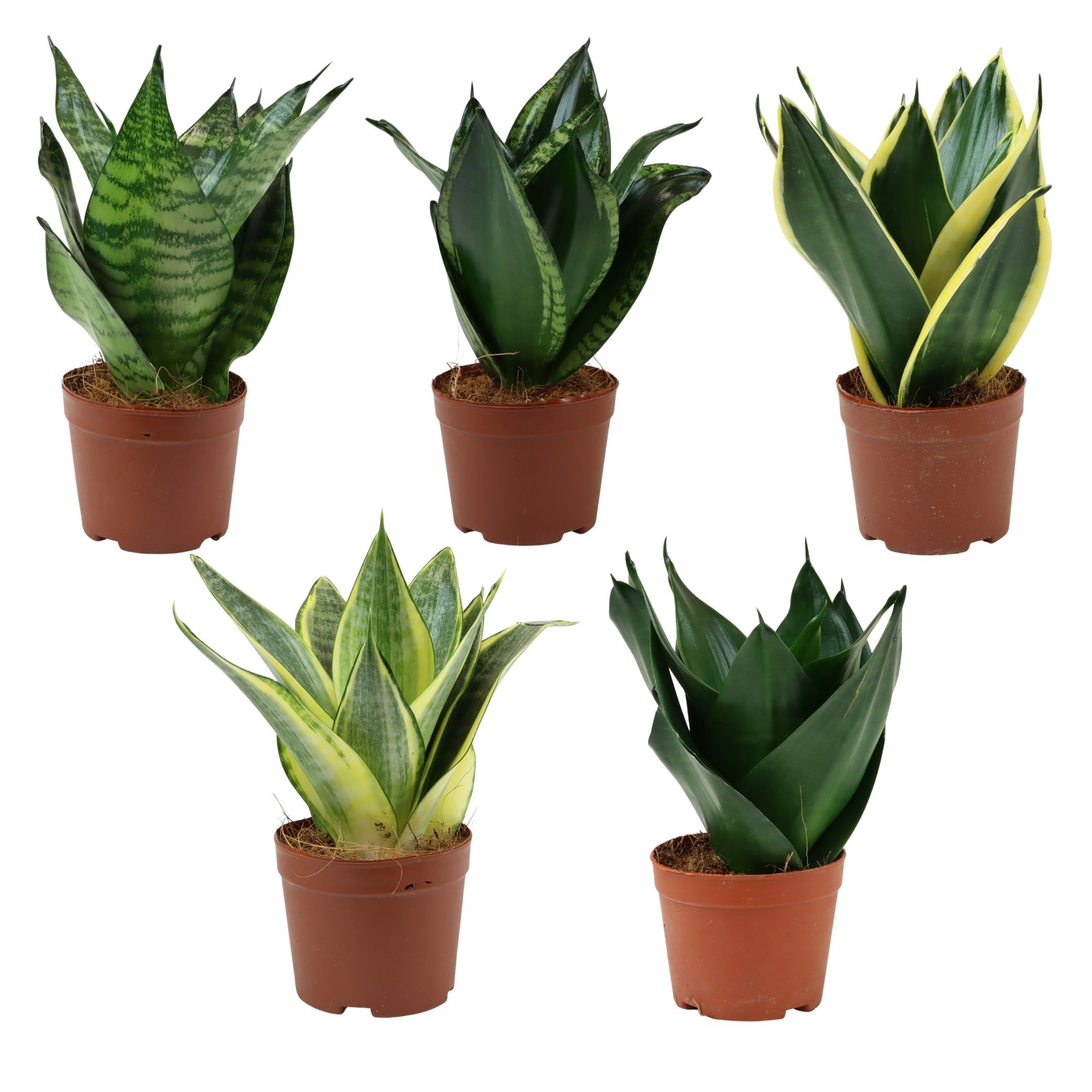 Sansevieria Hahni mix 9 cm, D 9