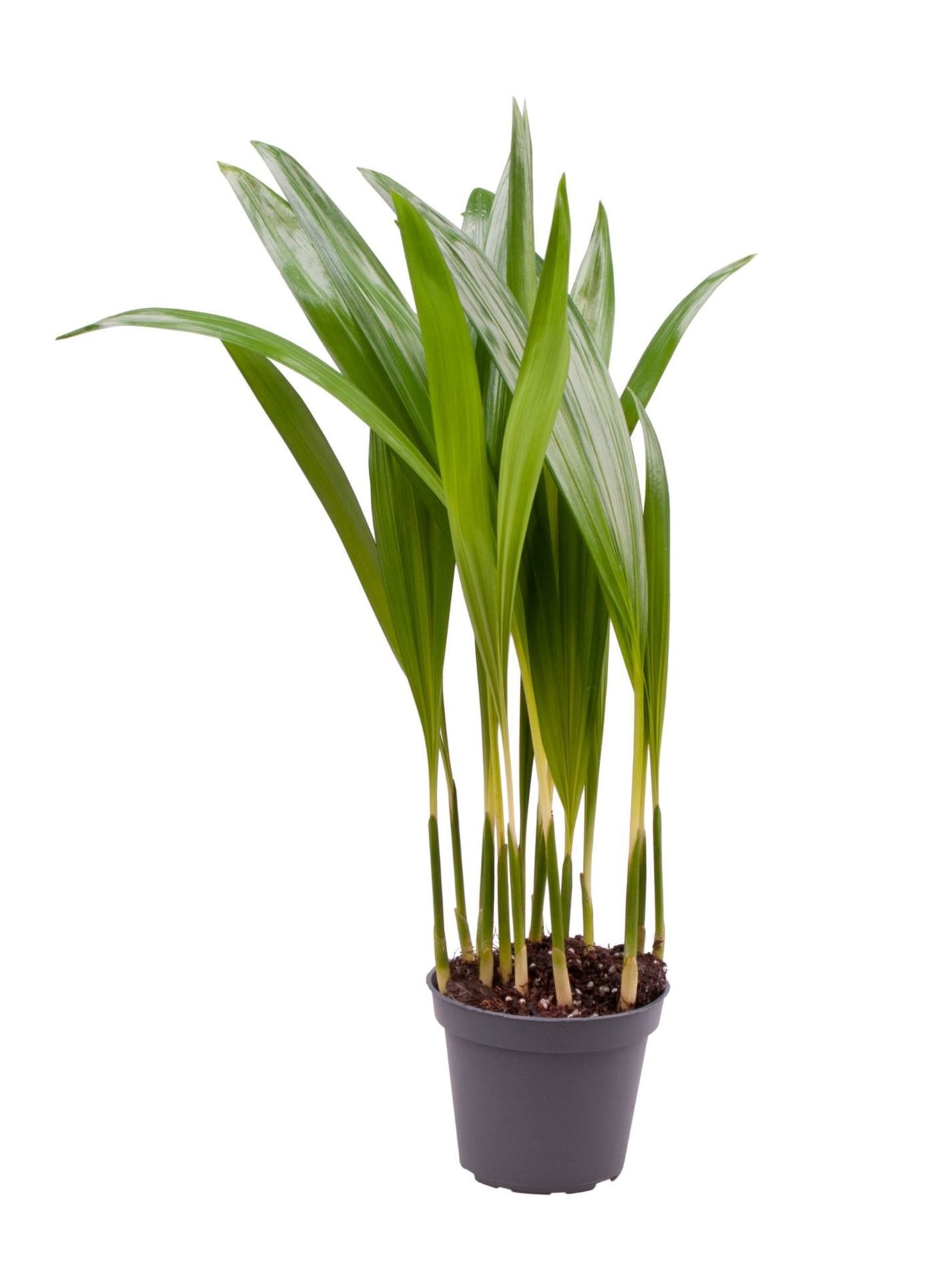 Chrysalidocarpus Lutescens (Areca), D 6