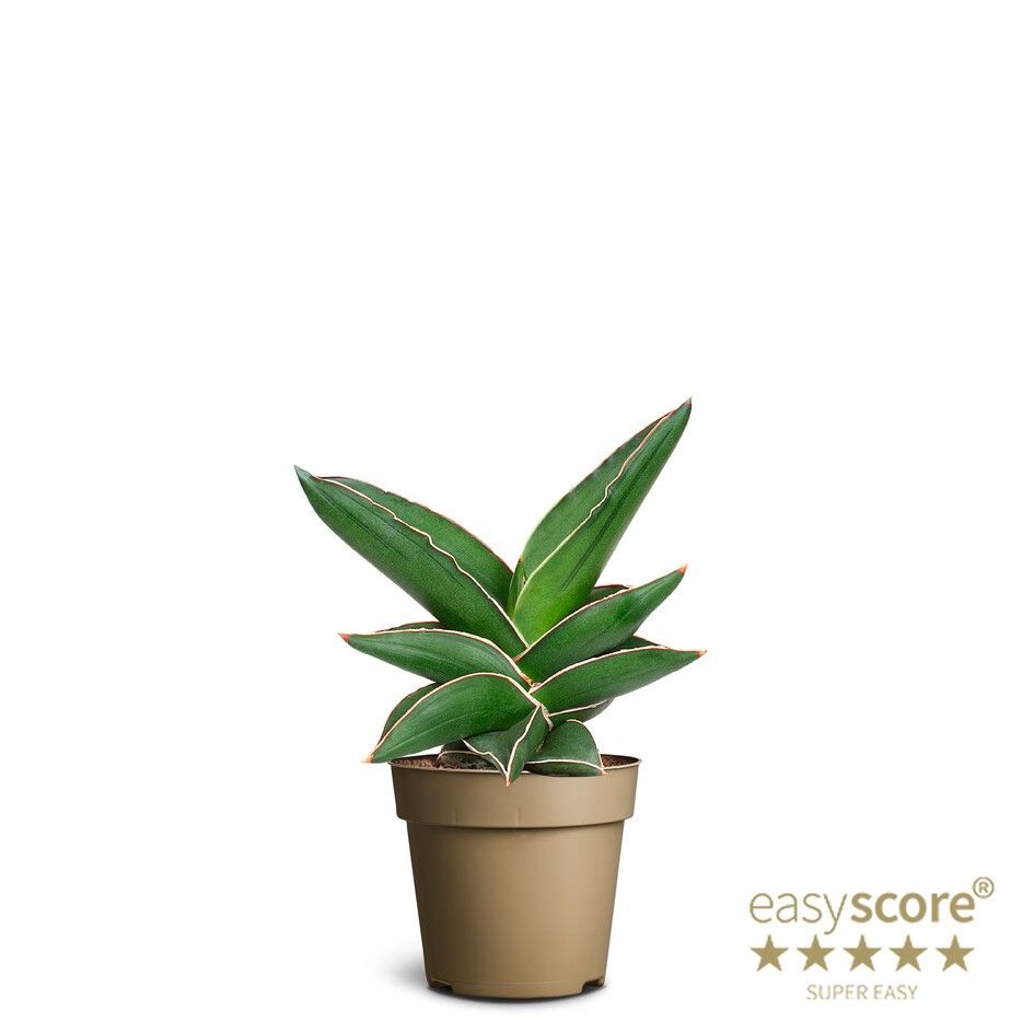 Sansevieria ´Samurai´, D 9