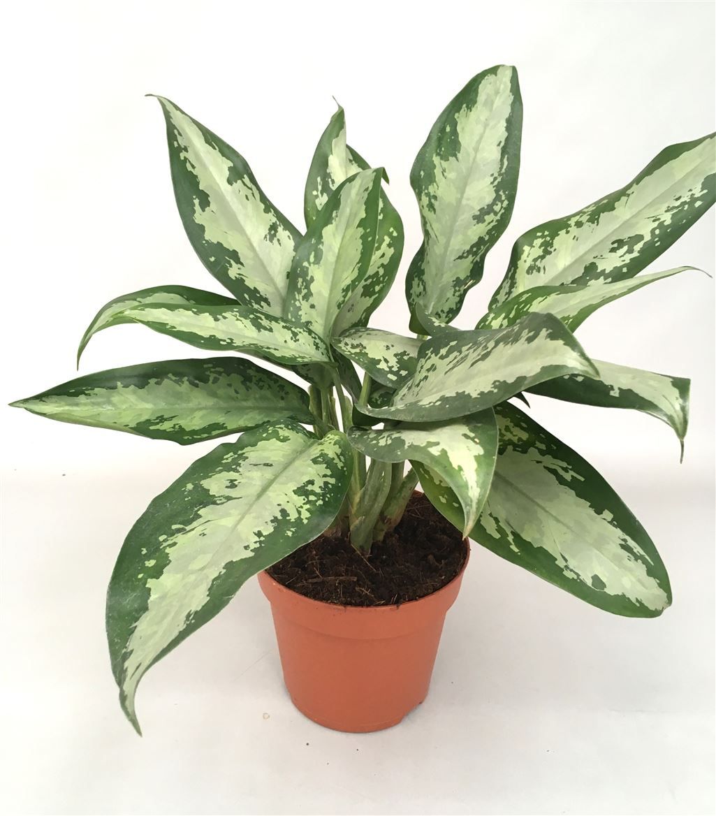 Aglaonema 'Jubilee Compacta', D 17