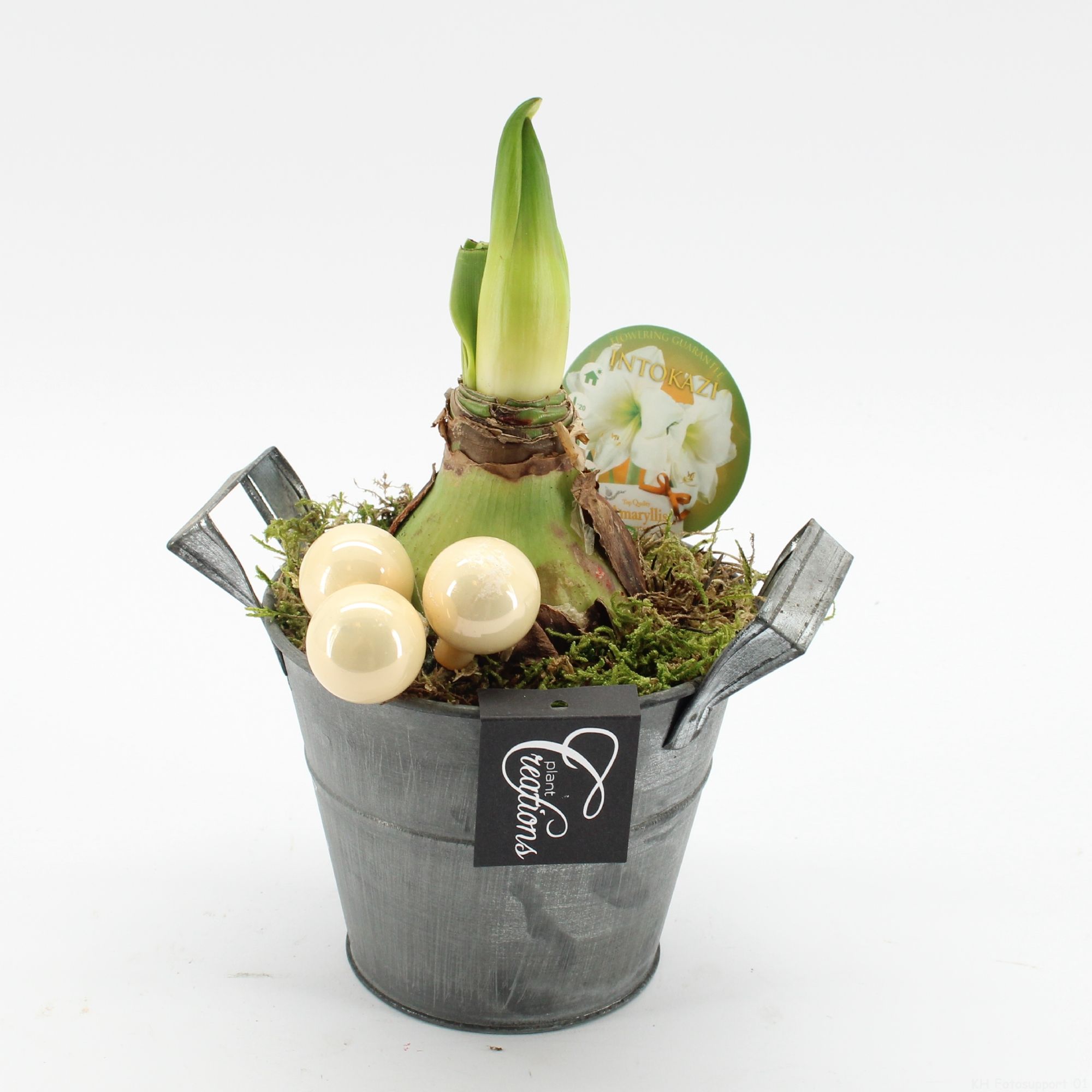 HXFD-2508W Xmas Amaryllis Fundamentals, D 14 cm