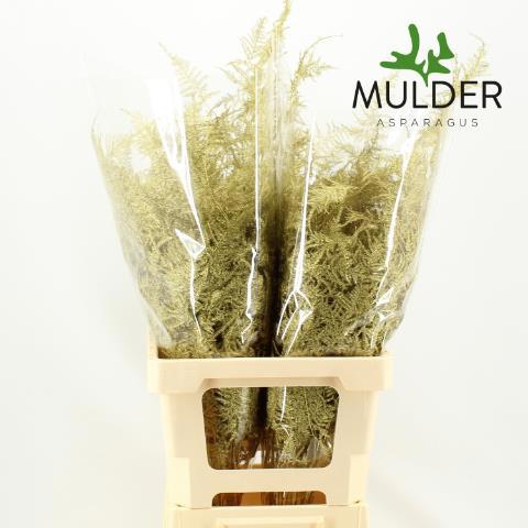 Аспарагус Овериг Крашеный (краш. ) 65, шт.