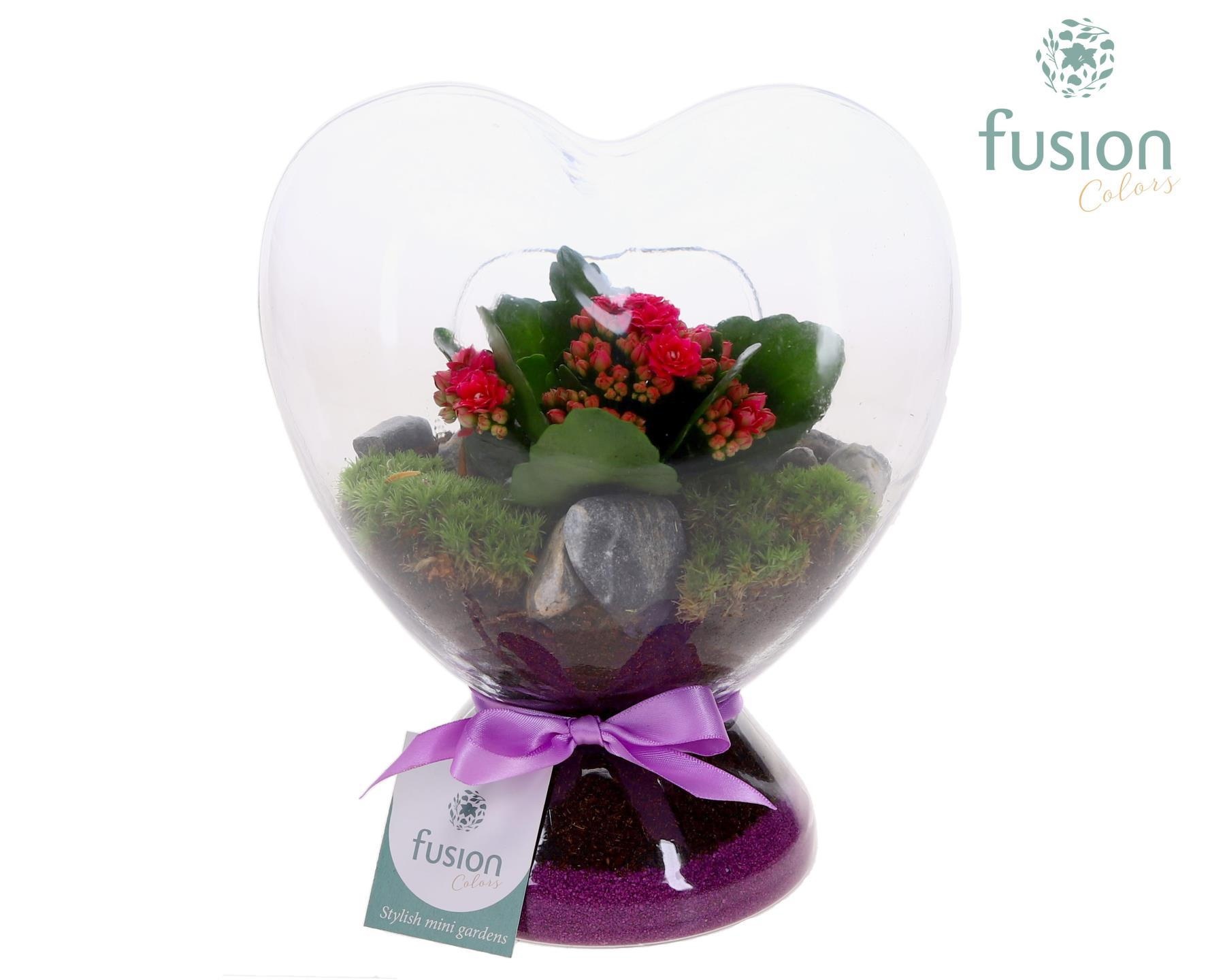 Green Bottle Hart helder met Kalanchoe, D 21