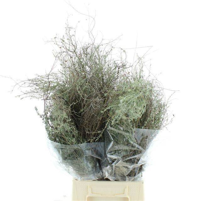 Мимоза Елена (зел.), пуч.