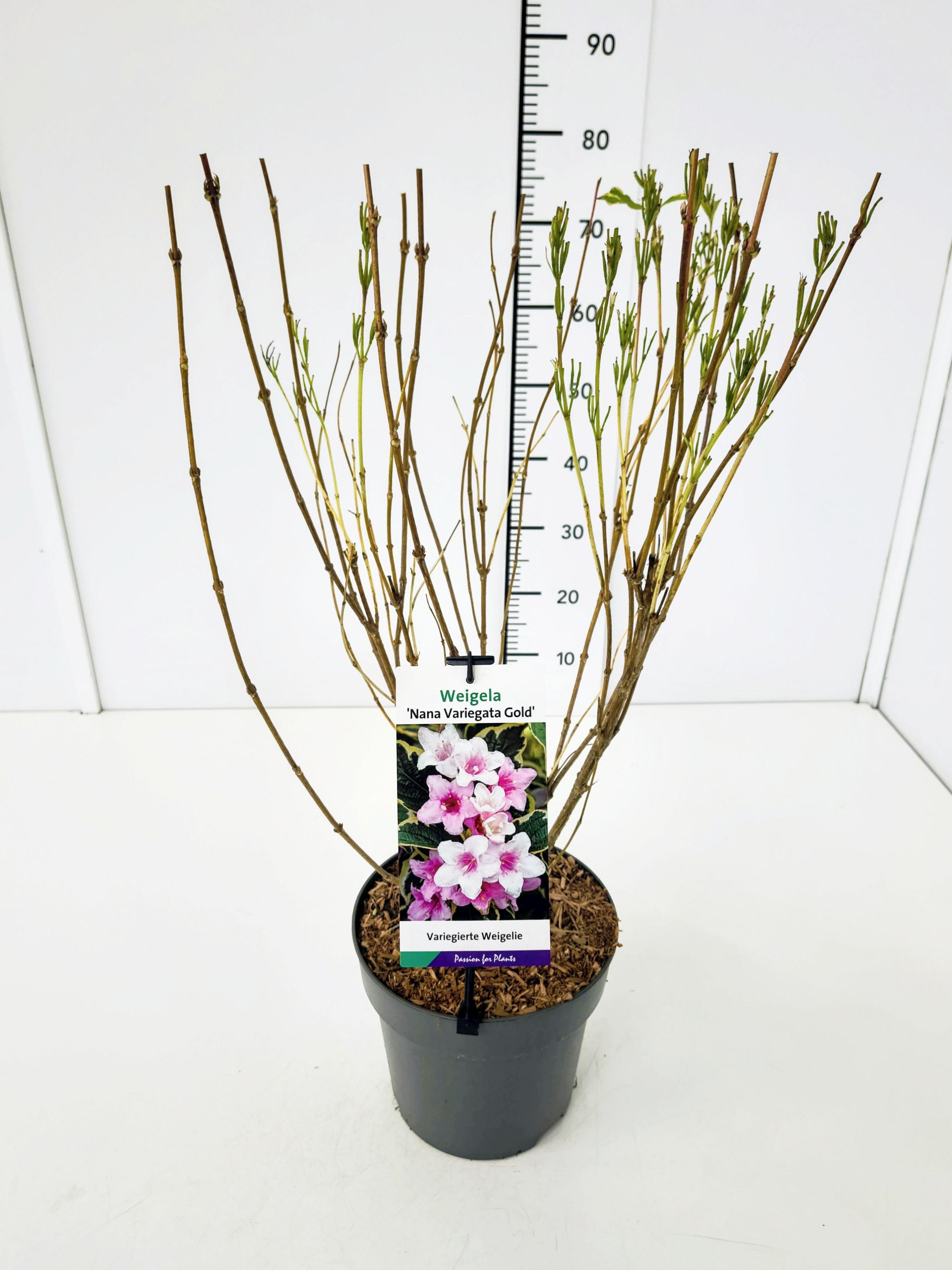 Weigela 'Nana Variegata Gold' 50-60C5, D 23