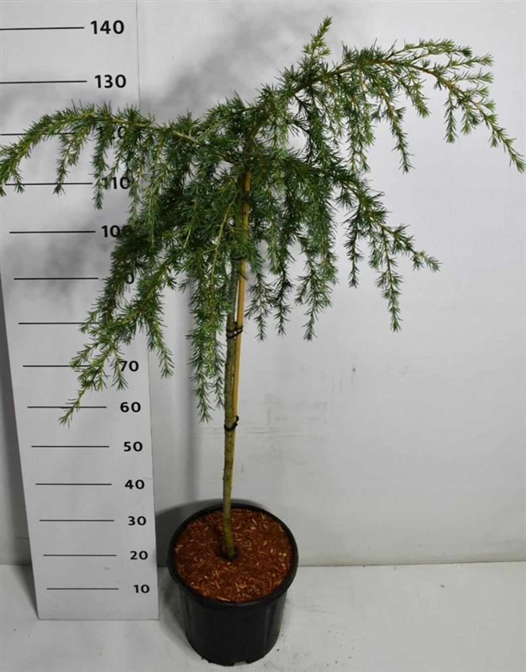 Cedrus deod. 'Feelin' Blue', D 38