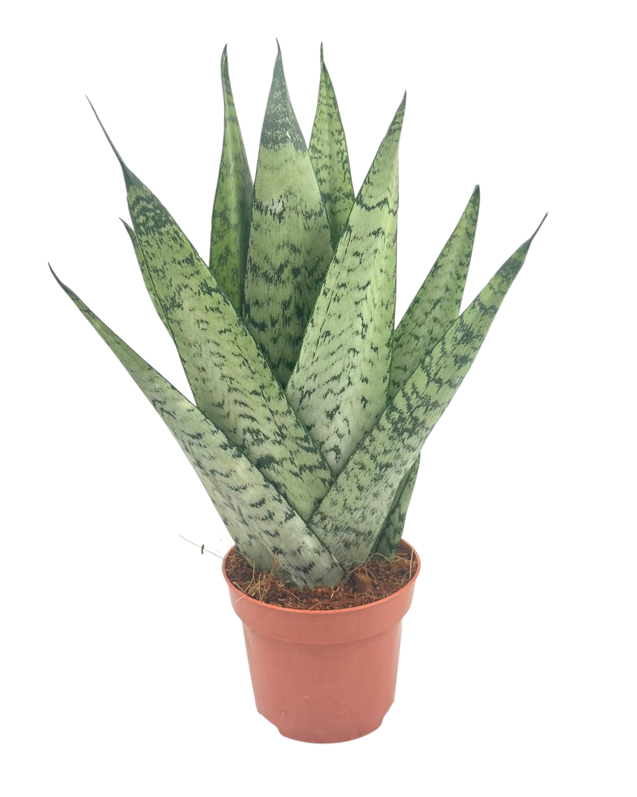 Sansevieria Zeylanica Fan 12 cm, D 12