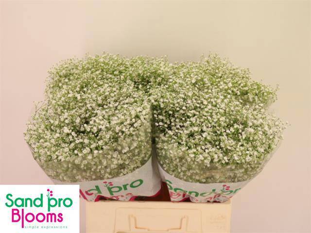 Гипсофила Экселенс 60, шт.